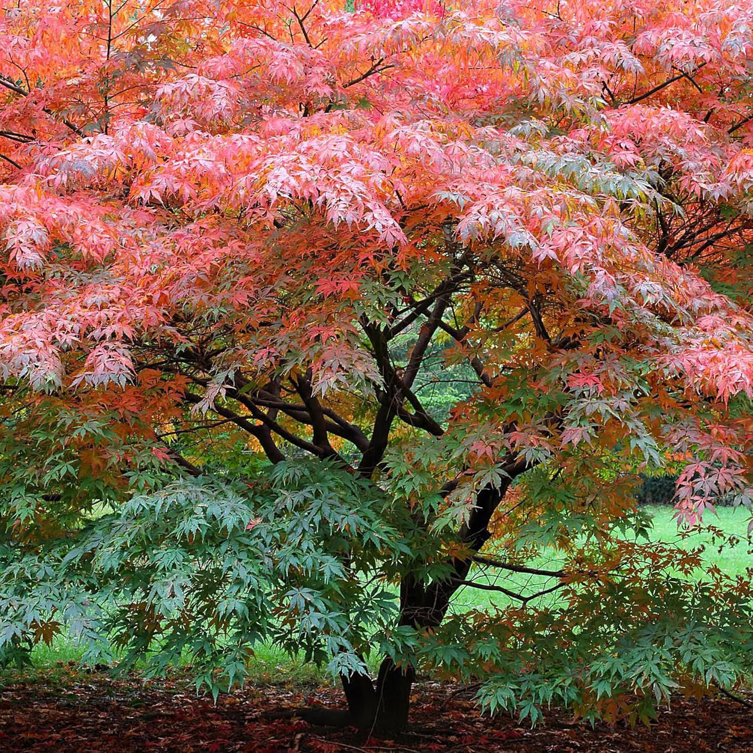 YEGAOL Garden – Semillas de arce japonés Acer Palmatum, arbusto de hoja caduca o árbol pequeño, planta ornamental en jardines, parques al aire