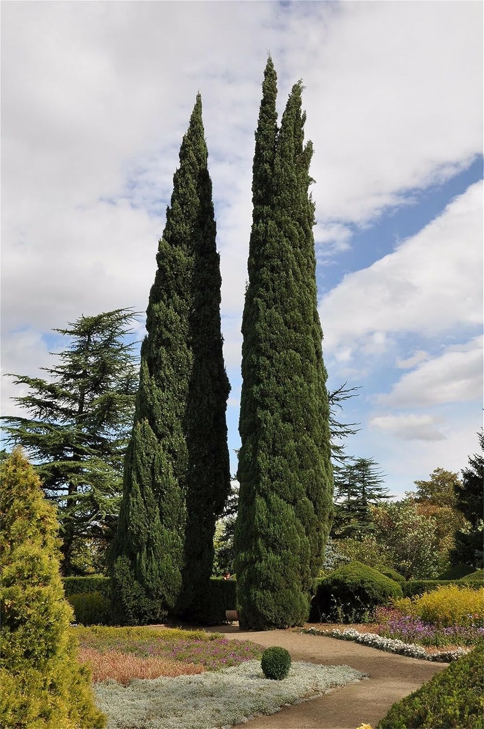 Semillas de árbol de plantas raras 50+ semillas de ciprés italiano (Cupressus sempervirens)