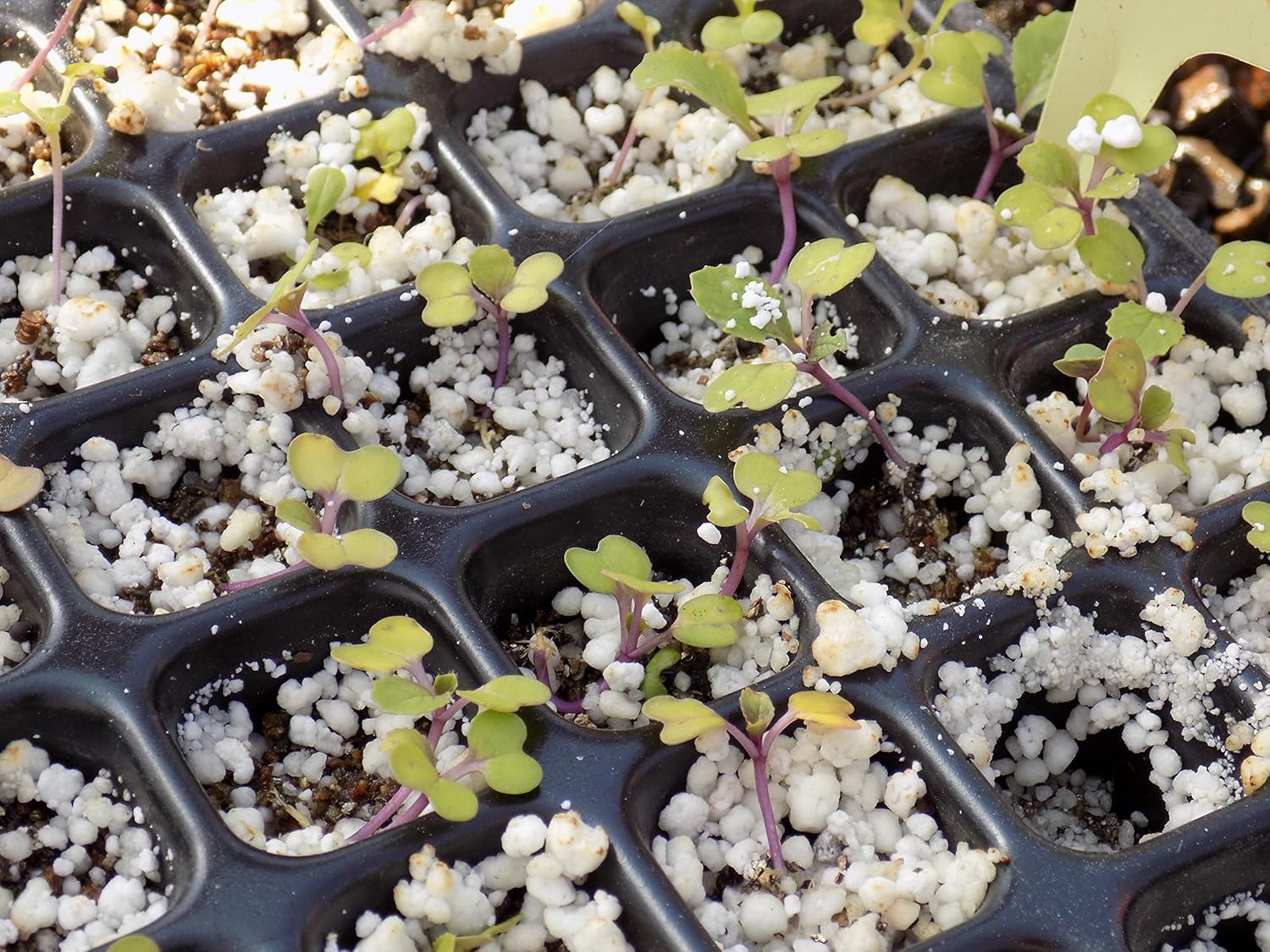 Bootstrap Farmer Bandeja de plántulas de 128 celdas, extra fuerte, paquete de 5 bandejas de cultivo de semillas para iniciar la propagación de