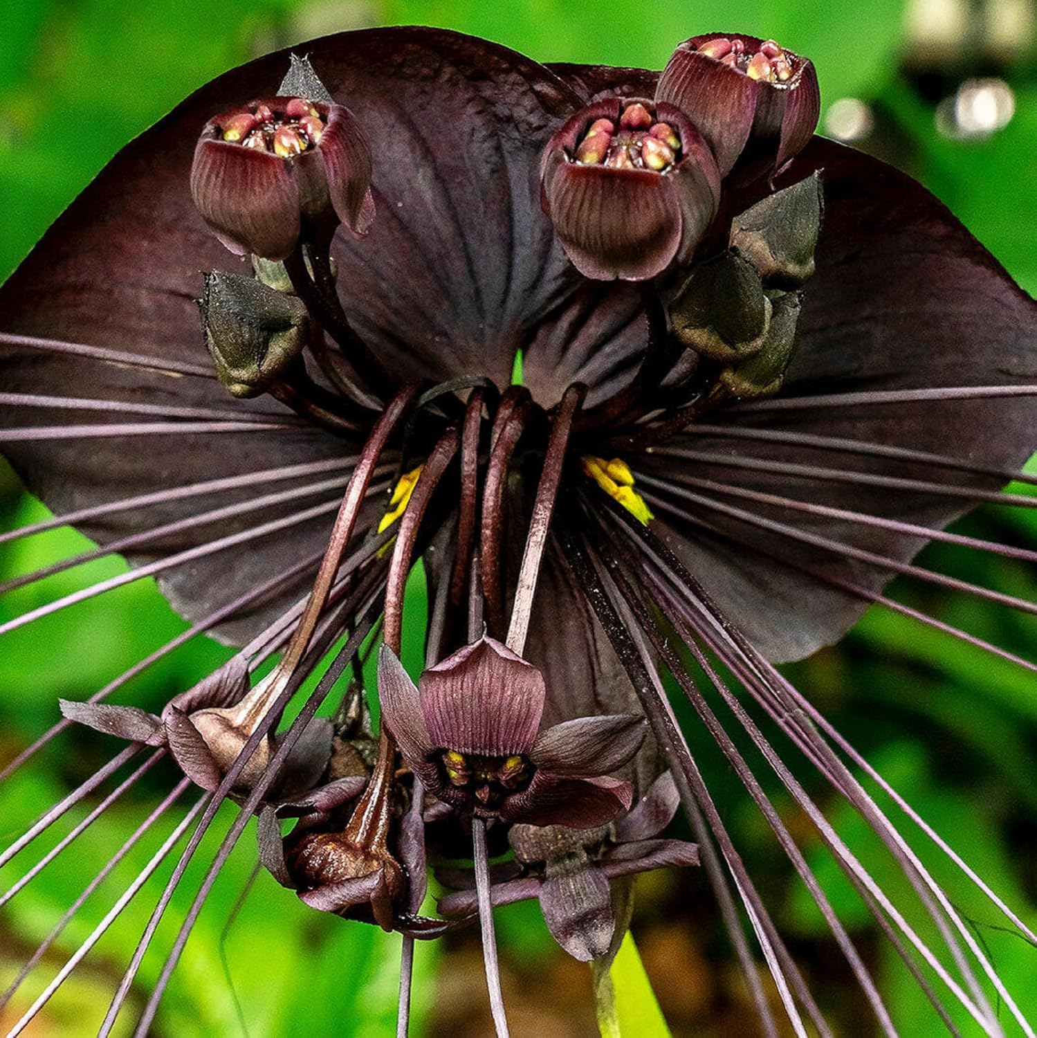 CHUXAY GARDEN Semilla de murciélago negro, 5 semillas, flor del diablo, planta ornamental, atrae mariposas y abejas, encanto exótico, extremadamente