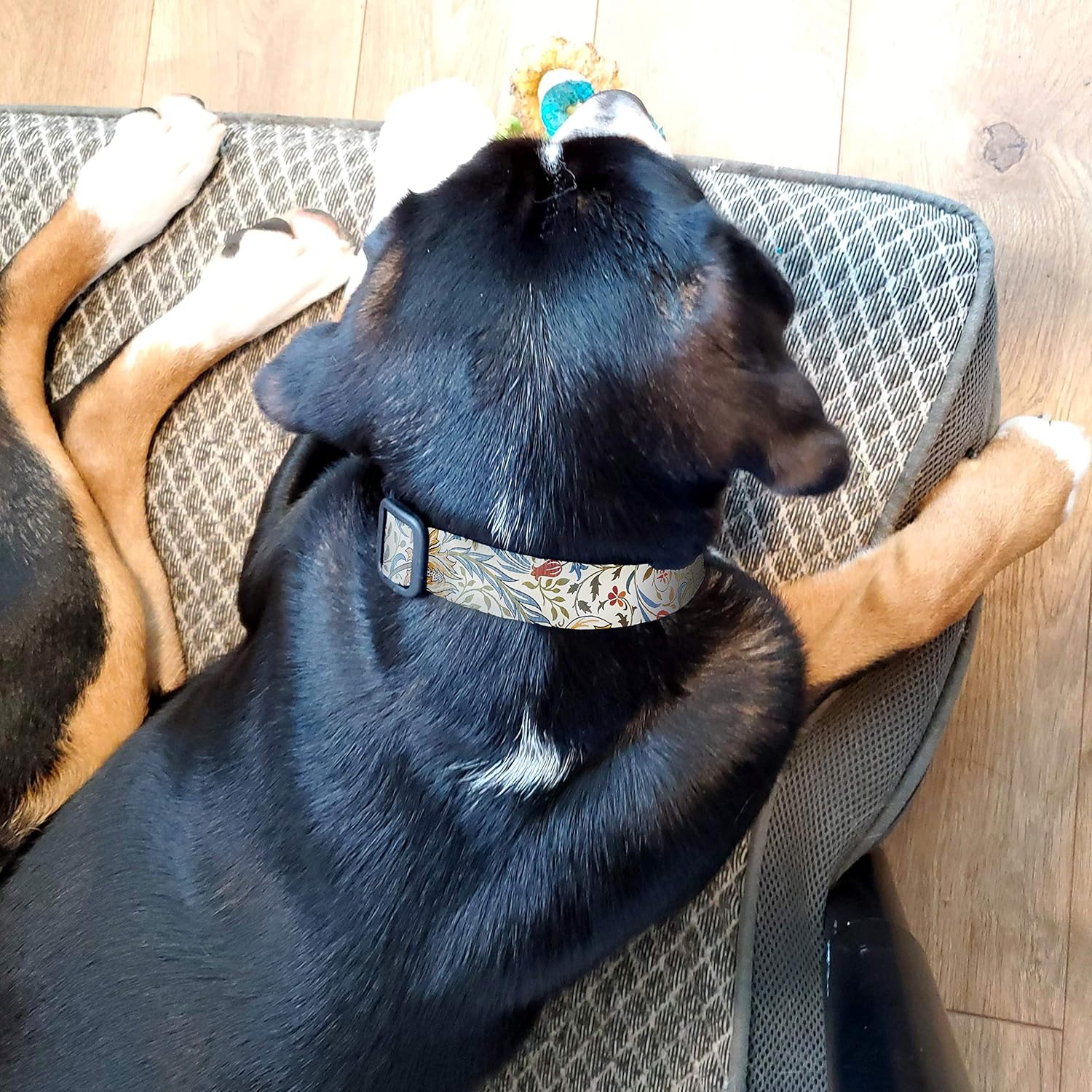Buttonsmith – Collar artístico para perro, impresión a prueba de decoloración, hebilla de grado militar, fabricado en los Estados Unidos, Morris