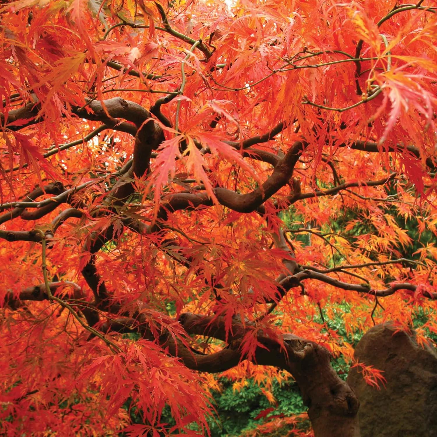 YEGAOL Garden – Semillas de arce japonés Acer Palmatum, arbusto de hoja caduca o árbol pequeño, planta ornamental en jardines, parques al aire