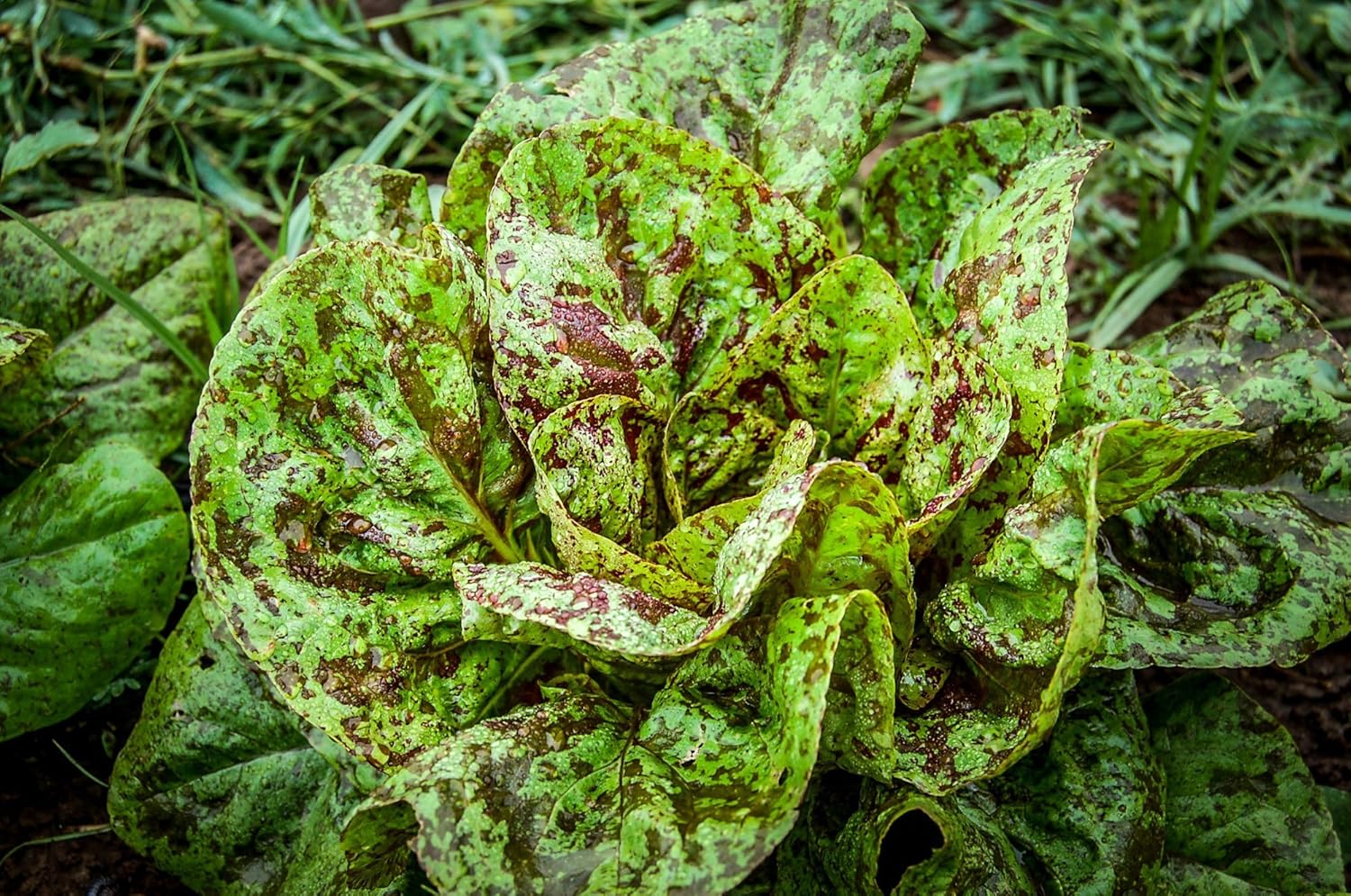 Pecas semillas de lechuga romana, más de 1000 semillas tradicionales por paquete, semillas de jardín de Isla (semillas de jardín de Isla), semillas