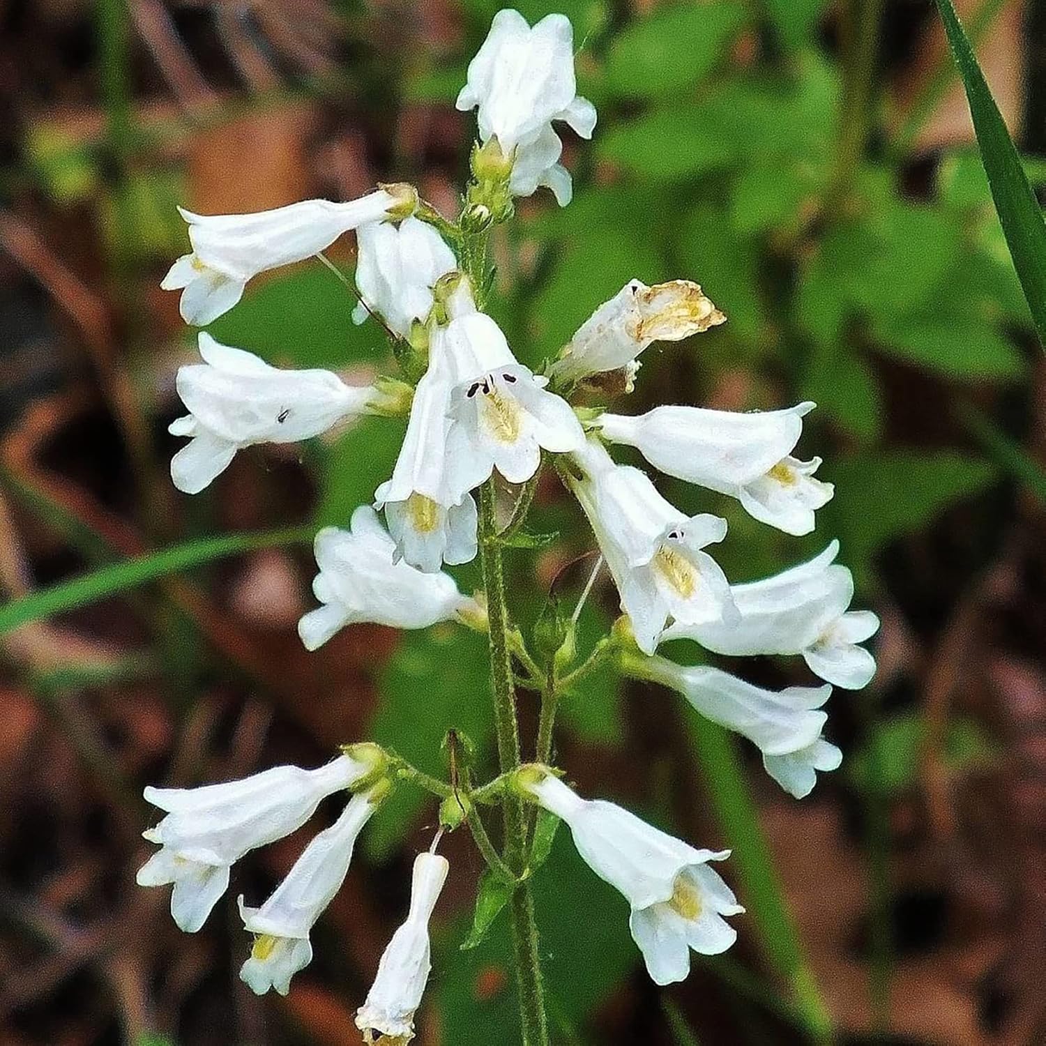 YEGAOL Garden – Semillas de lengua de barba de dedalera Penstemon Digitalis, flores de corte perenne, tolerantes a la sequía, resistentes a los