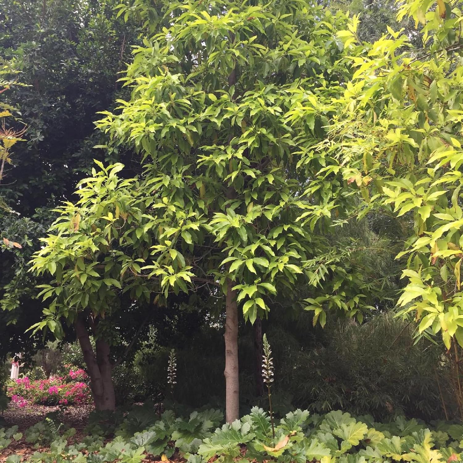 CHUXAY GARDEN Magnolia Champaca Seed 5 Semillas Champak Tree Magnolia Tree Semillas de flores amarillas altamente fragantes para plantar, grandes