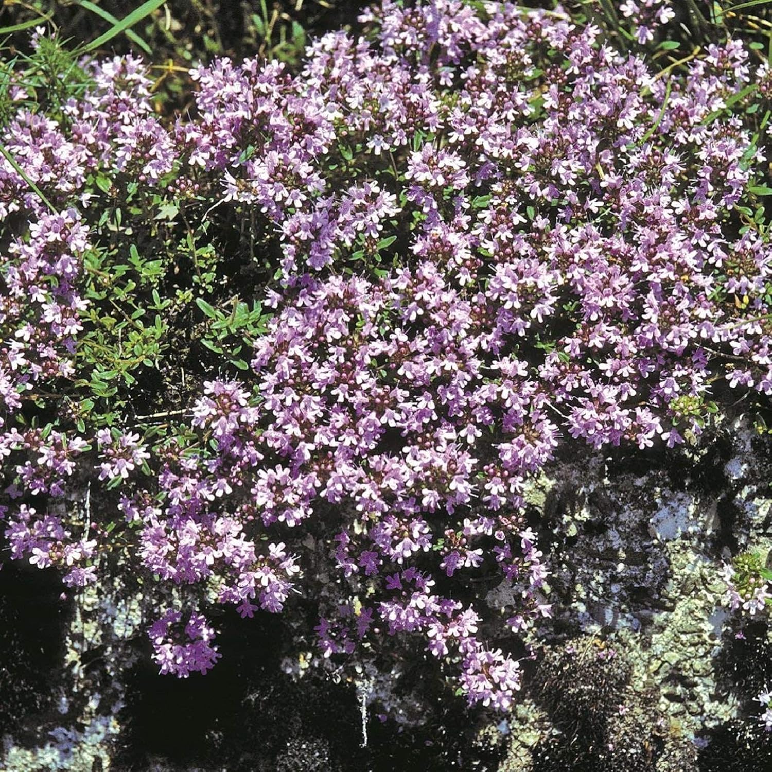 CHUXAY GARDEN Mezcla de 100 semillas de tomillo rastrero Thymus Serpyllum Planta altamente fragante, duradera, resistente, flores silvestres nativas