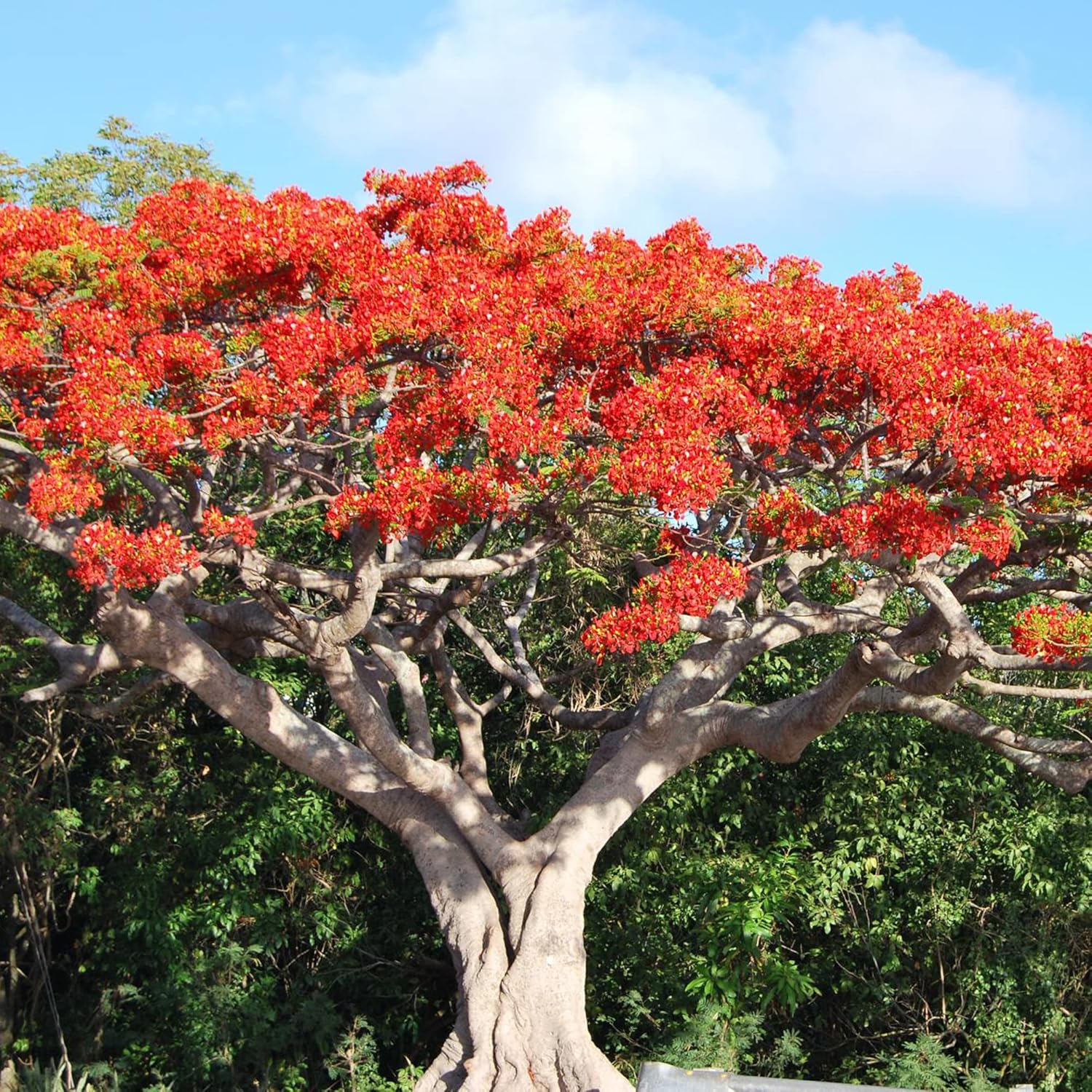 YEGAOL Garden – Semillas Royal Poinciana Delonix Regia, extravagante de bajo mantenimiento, árbol de floración tropical, vistosos parques de hoja