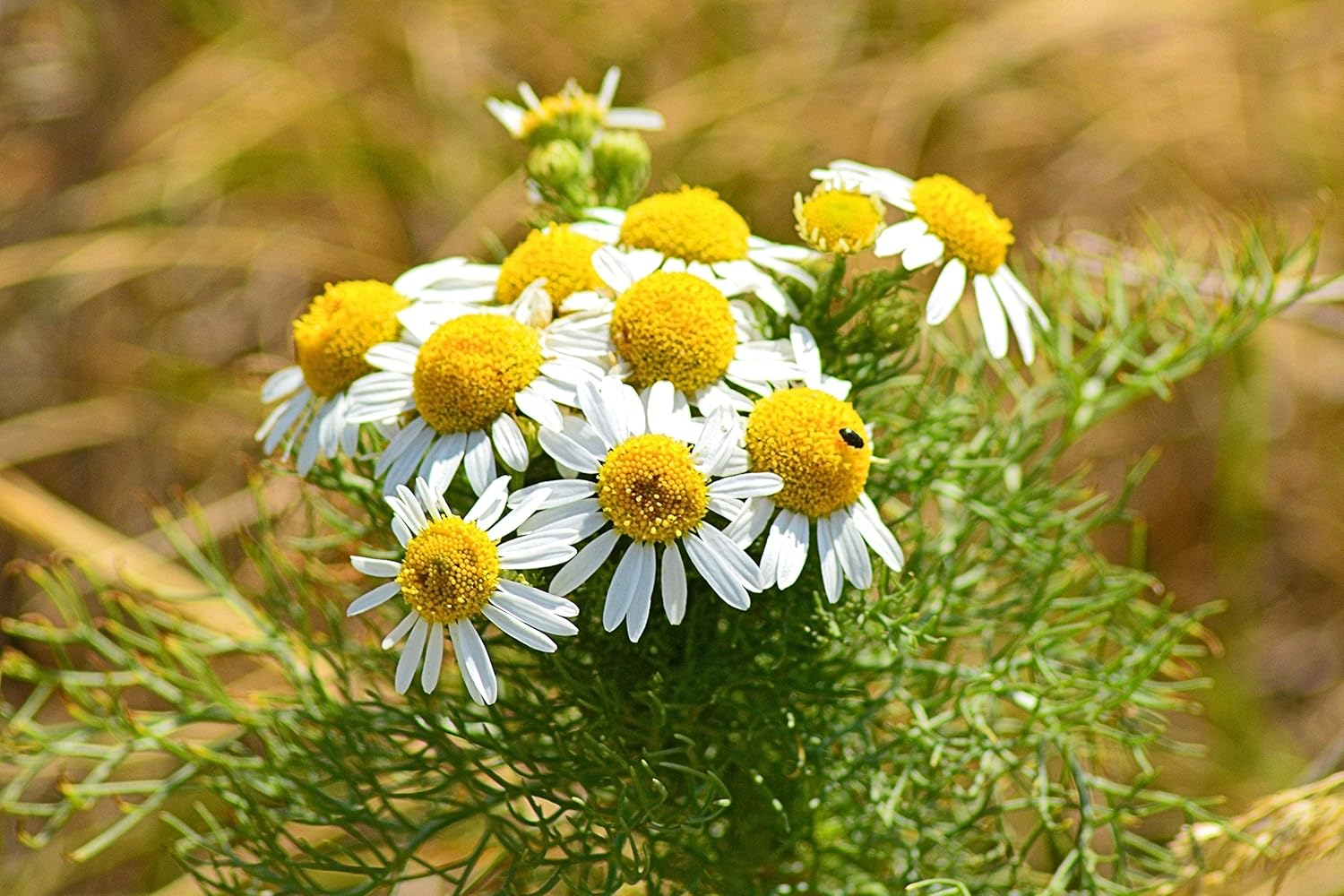 Semillas de manzanilla alemana medicinal hierba silvestre para plantar flores corte jardín reliquia sin OMG – 2500 semillas