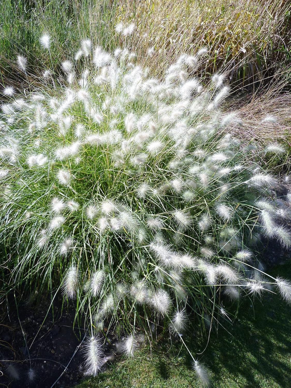 30 Semillas Blanco Fuente Hierba Pennisetum Villosum Ornamental Flor Edlcy (Semillas)