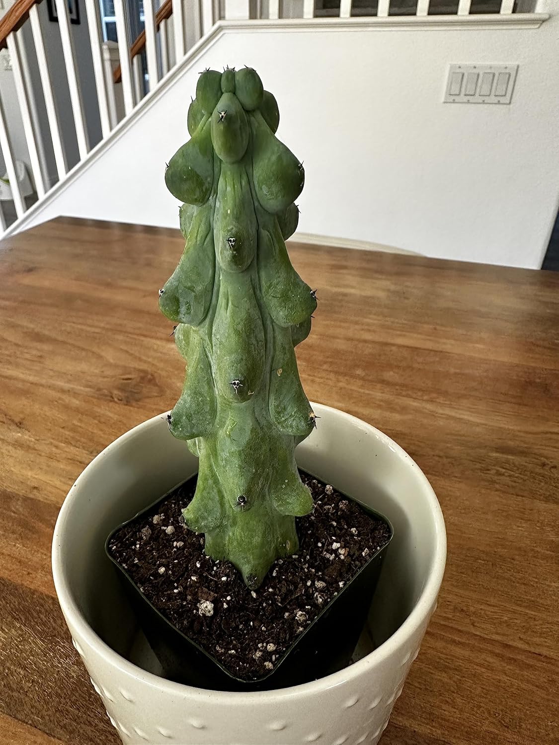 Boobie Cactus Myrtillocactus Geometrizans – Plantas suculentas raras vivas – Plantas de interior maduras para amantes de las plantas y