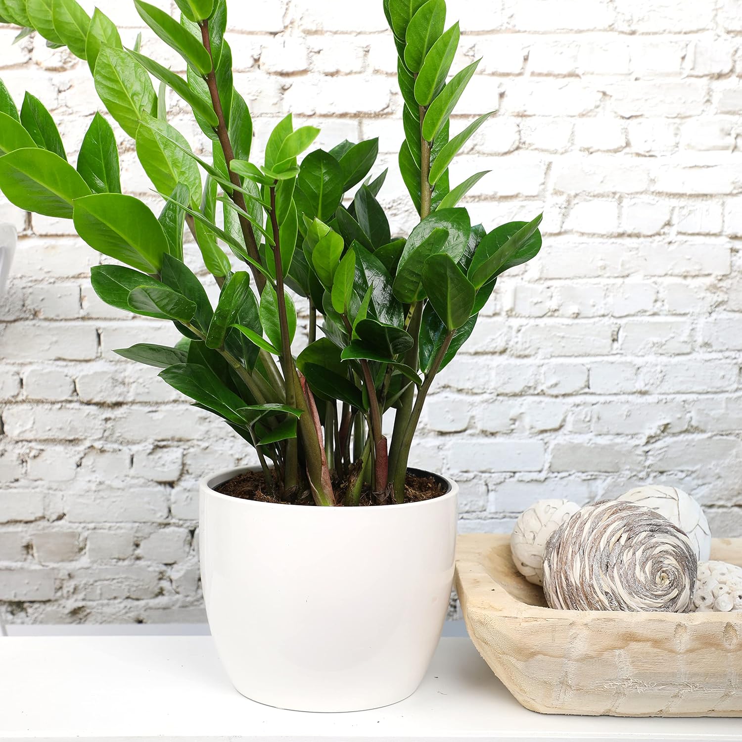 Zamioculcas Zamiifolia de 6 pulgadas, plantas ZZ vivas para interiores, plantas de interior vivas para interiores, plantas de interior vivas,