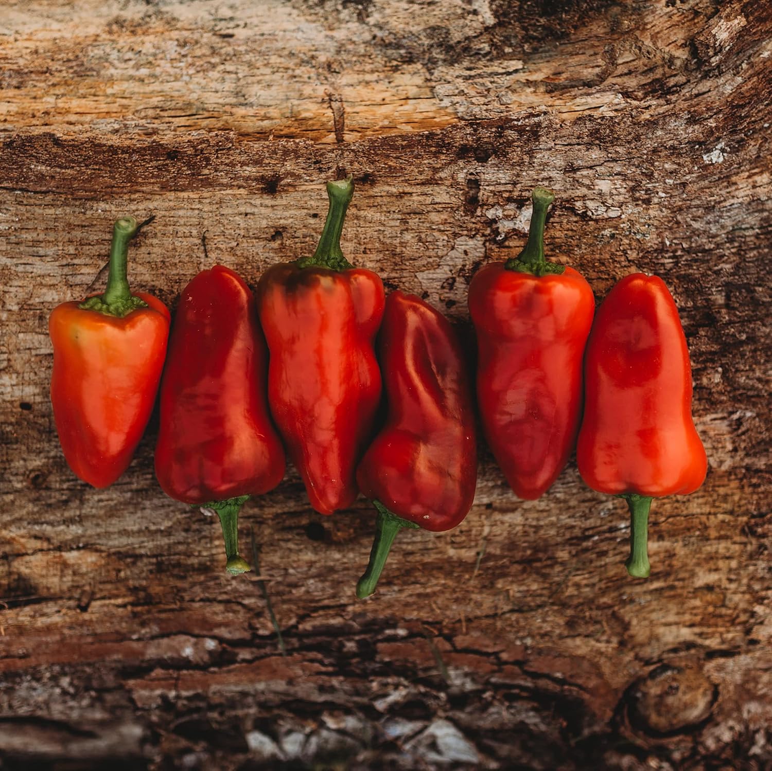 Fresno Chile Pepper – 25 semillas – Variedad de reliquia y polinizada abierta, semillas de vegetales sin OMG para plantar en el jardín doméstico,