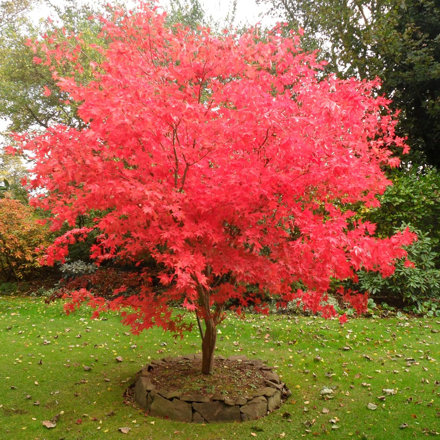 YEGAOL Garden – Semillas de arce japonés Acer Palmatum, arbusto de hoja caduca o árbol pequeño, planta ornamental en jardines, parques al aire
