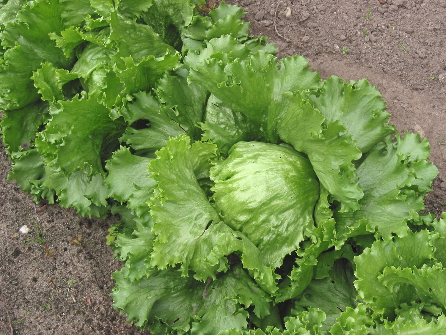 Semillas Vegetales Crisphead Lechuga Iceberg Hoja Crujiente Heirloom para Ensaladas – 1000 Semillas