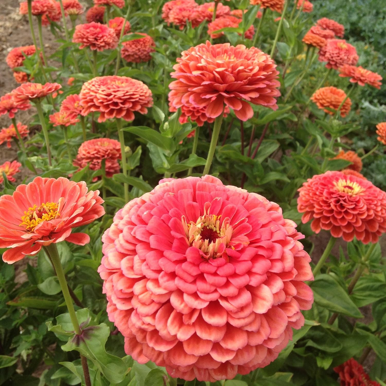 TomorrowSeeds – Coral Beauty – Semillas de zinnia – Paquete de 600 unidades – para 2024 sin OMG Estados Unidos, jardín, flores gigantes, salmón