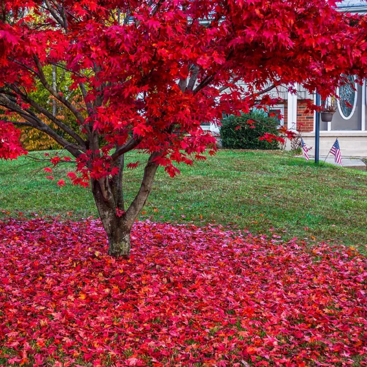 CHUXAY GARDEN 30 semillas de arce rojo fantasma,Acer Palmatum,Árbol de arce japonés llamativa planta de paisajismo Rara hoja roja árbol paisajismo