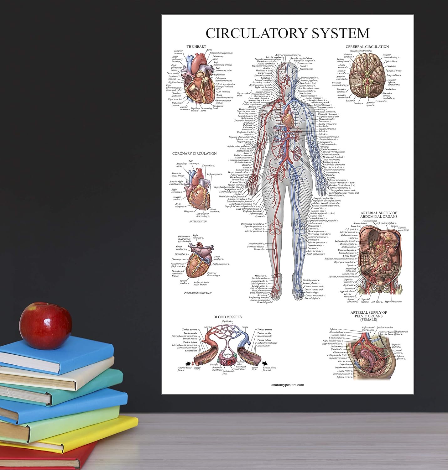 Palace Learning Carta anatómica del sistema circulatorio, póster de anatomía vascular, (18 x 24 pulgadas)
