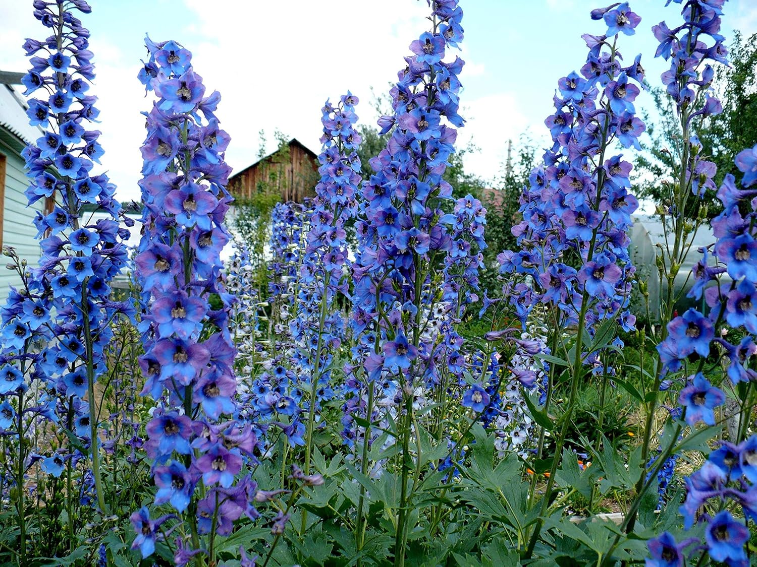 Sky Blue Delphinium Tall Seeds Aproximadamente 30 Semillas 6Lx3W