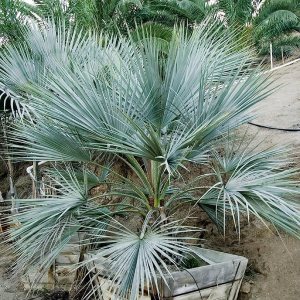 CHUXAY GARDEN Semilla de palmera de abanico azul mexicano Hesper 10 semillas Brahea Armata Árbol de hoja perenne llamativa Planta de paisajismo Gran CHUXAY GARDEN Semilla de palmera de abanico azul mexicano Hesper 10 semillas Brahea Armata Árbol de hoja perenne llamativa Planta de paisajismo Gran