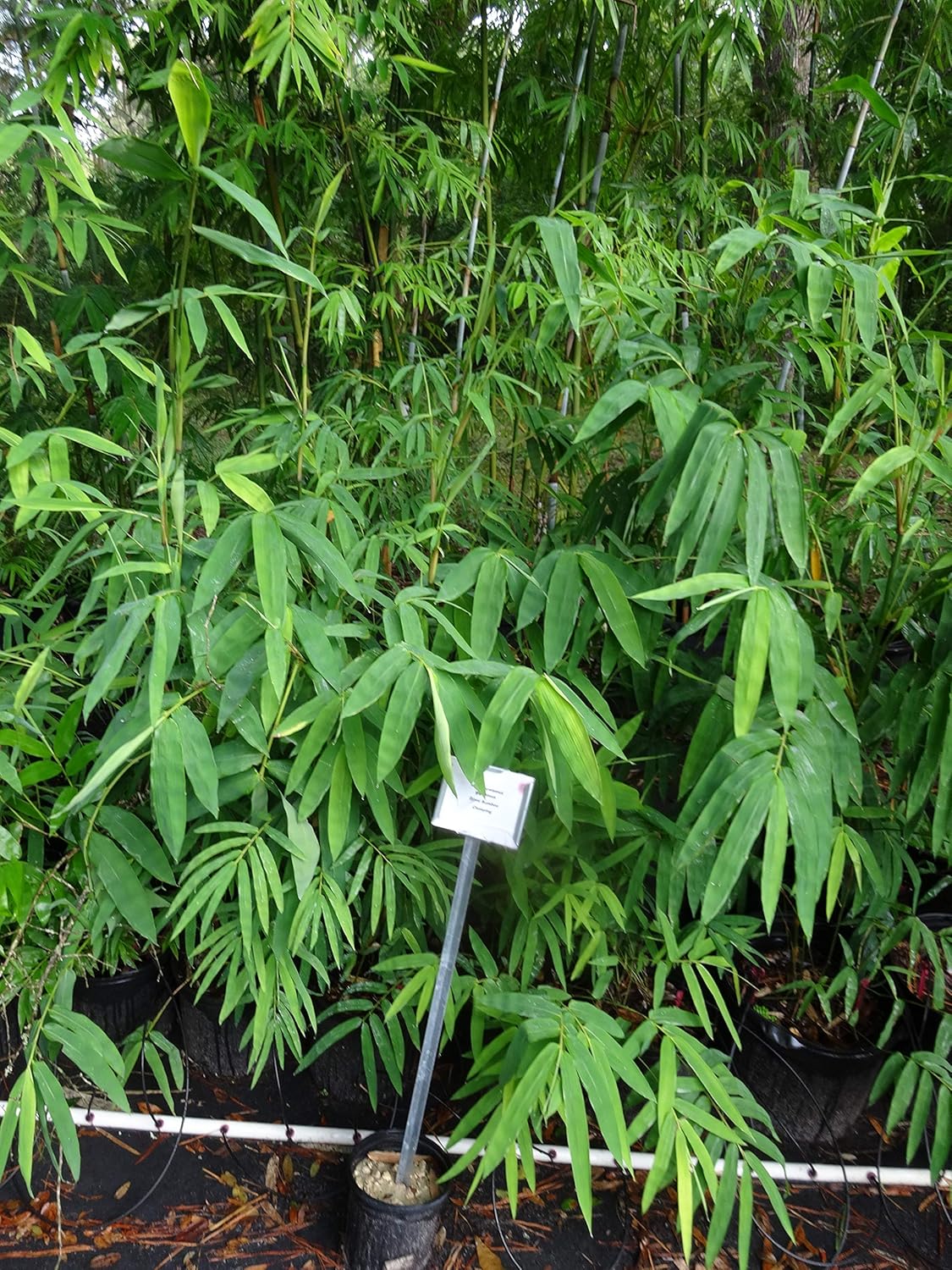 Dendrocalamus giganteus  Planta de bambú aglutinante de madera gigante