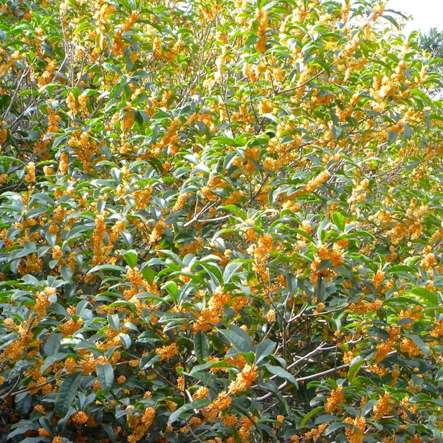 YEGAOL Garden – Semillas dulces de Osmanthus Fragrans, tolerantes a la sequía, plantas aromáticas para jardines y paisajes al aire libre, 15 piezas