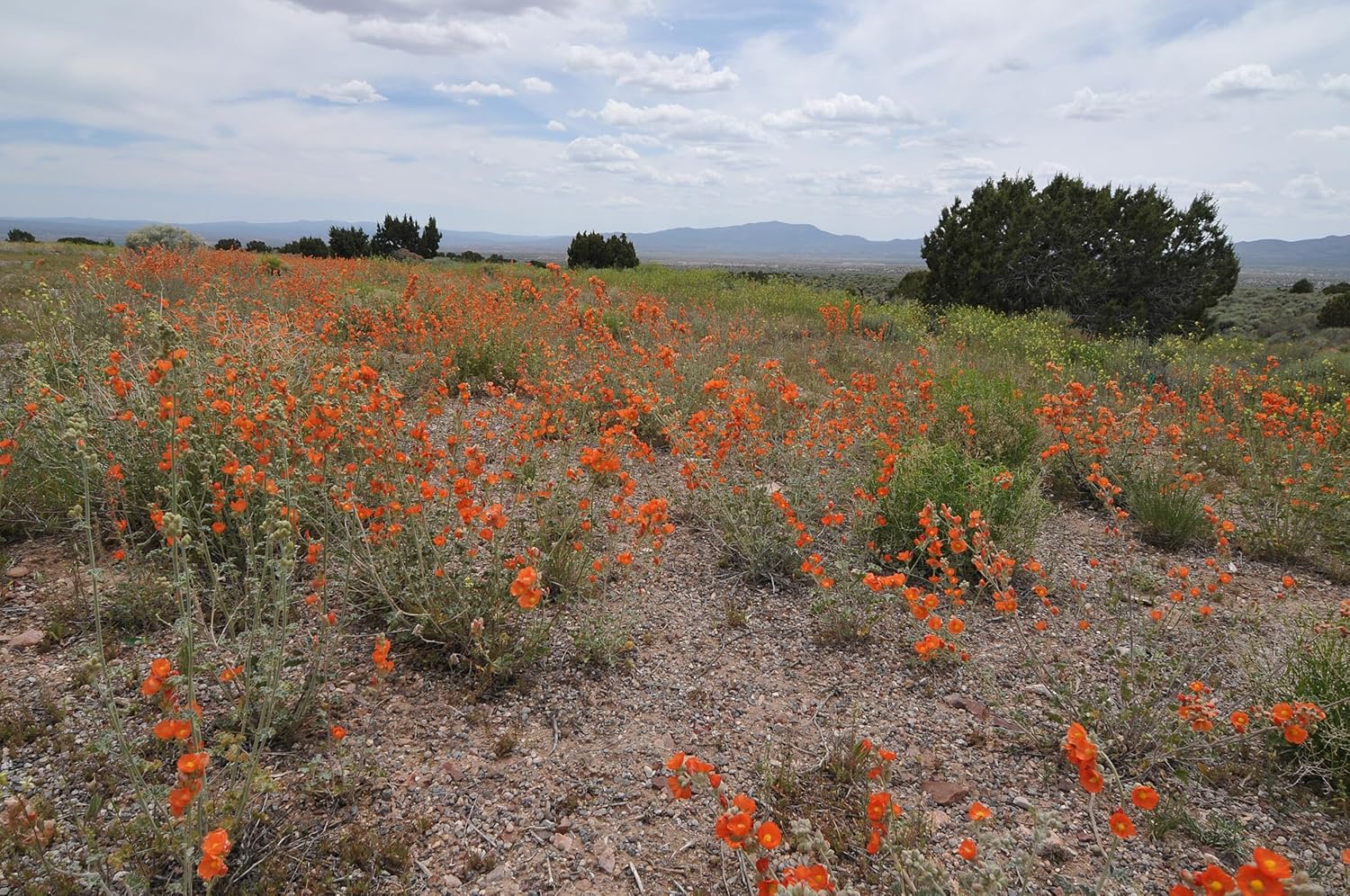 Globemallow Munro’s 1000 Seeds (Sphaeralcea munroana) reliquia nativa – Polinizado abierto