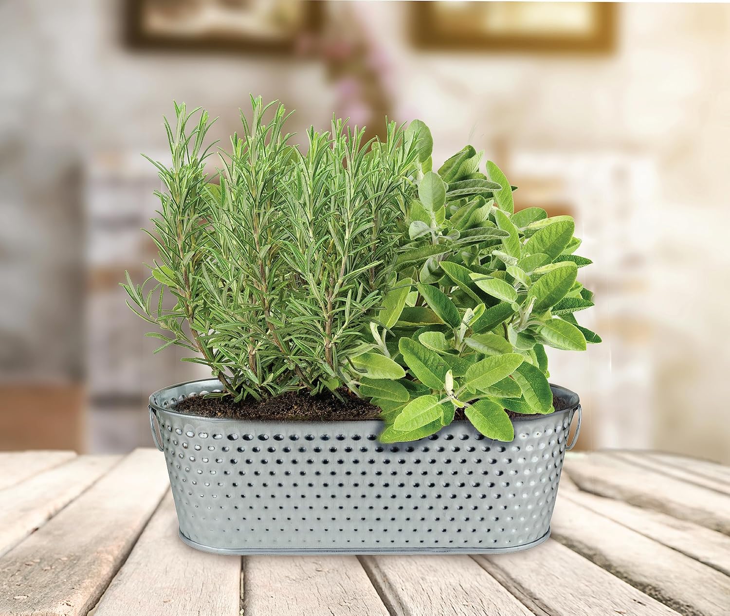 BUZZY Kit de maceta de cultivo para alféizar de ventana de hierbas navideñas, semillas de romero y salvia, los mejores regalos de jardinería,