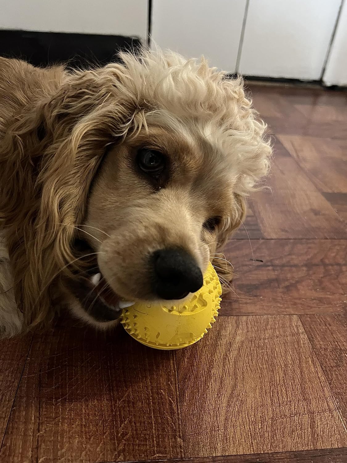 Feed N’ Fetch Paquete de 2 comederos interactivos para perros y limpiador de dientes (razas pequeñasmedianasmedianas)