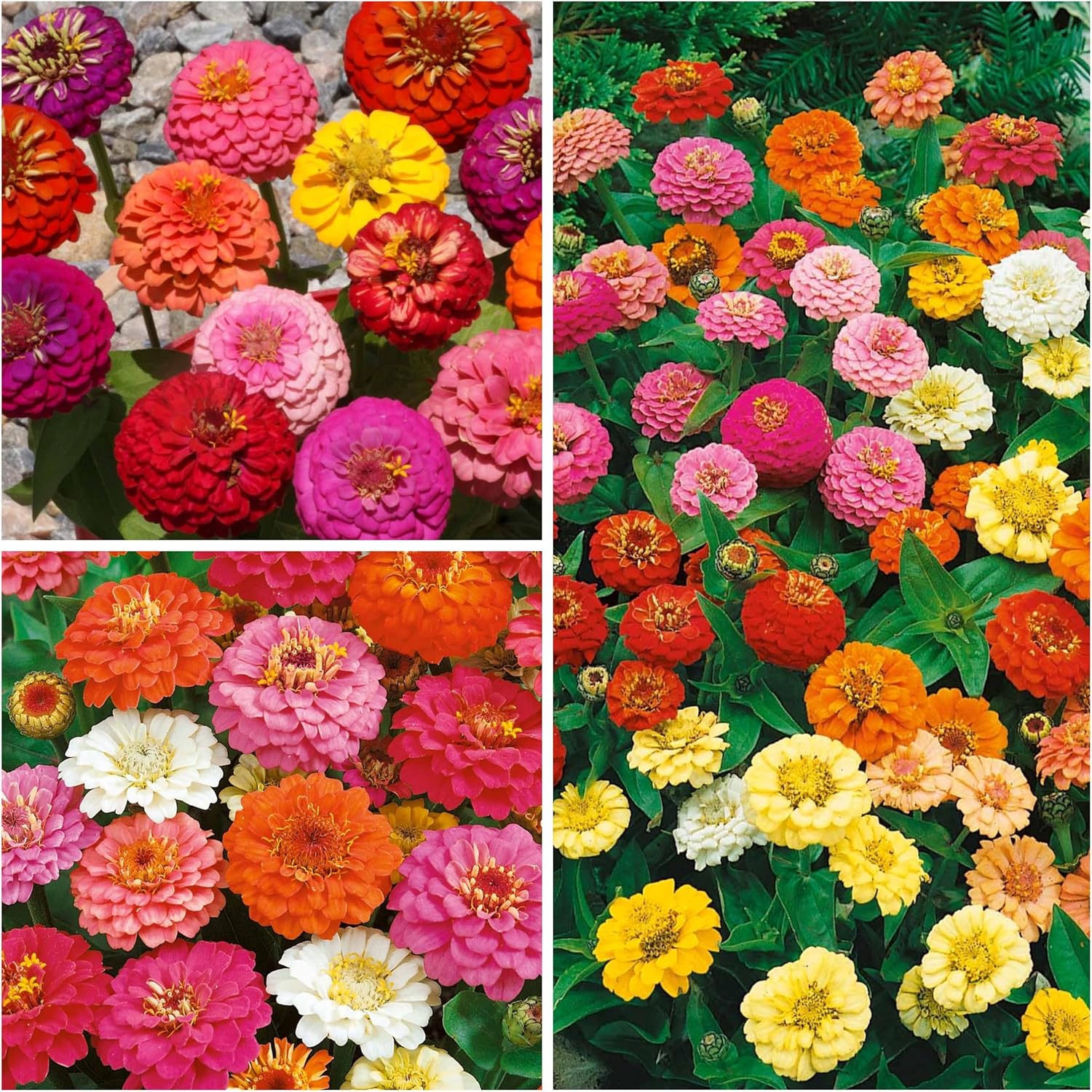 Seed Needs, Thumbelina – Semillas de zinnia – 250 semillas tradicionales para plantar Zinnia elegans – Mezcla de colores para un jardín de