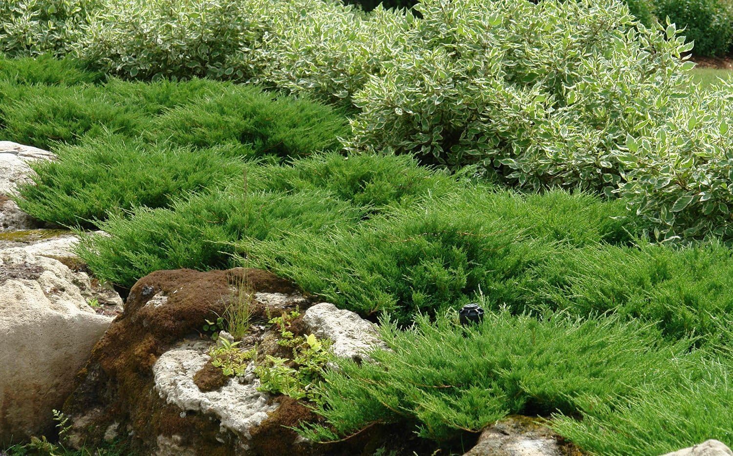 Andorra Compacta Juniper – 30 plantas vivas – Cubierta de suelo de hoja perenne resistente al frío tolerante a la sequía