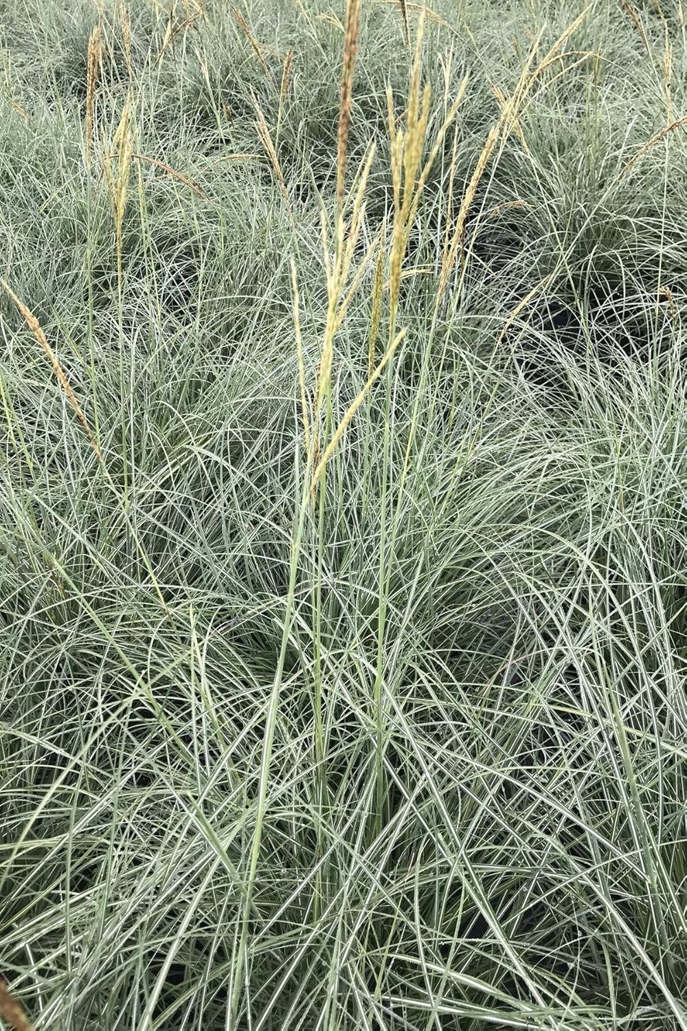 Silvergrass chino, Adagio Miscanthus, hierba doncella enana (paisaje, verde, plata, hierba, plumas) (Barco AZ CA), 3 galones