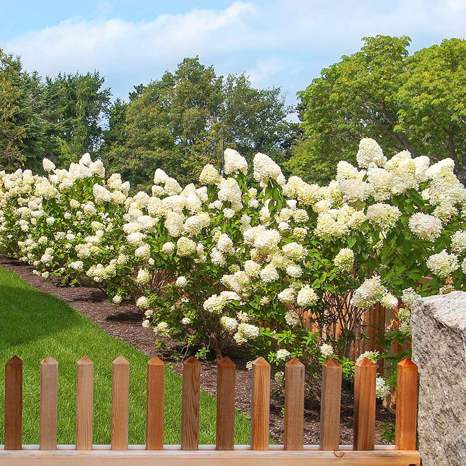 50 semillas de hortensias de hoja de roble (quercifolia de hortensia) arbustos de flores perennes – Resistente y tolerante a la sequía – Pantalla de