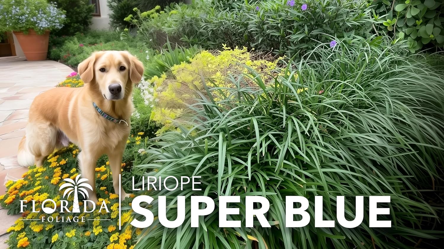Super Blue Liriope Muscari  Planta de 1 galón grande  Hierba ornamental tolerante a la sequía