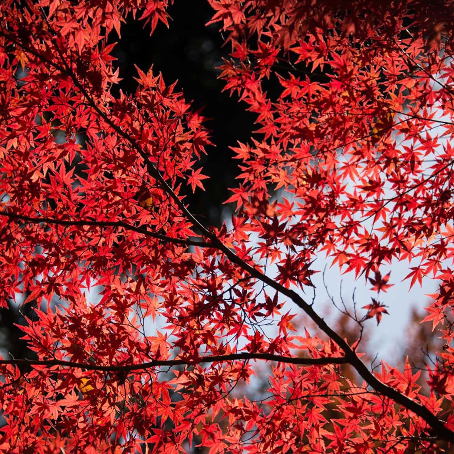 10 semillas de árbol de arce japonés Bloodgood, (Acer Palmatum), hoja de arce japonés de cinta roja, lóbulo palmeado. QAUZUY GARDEN