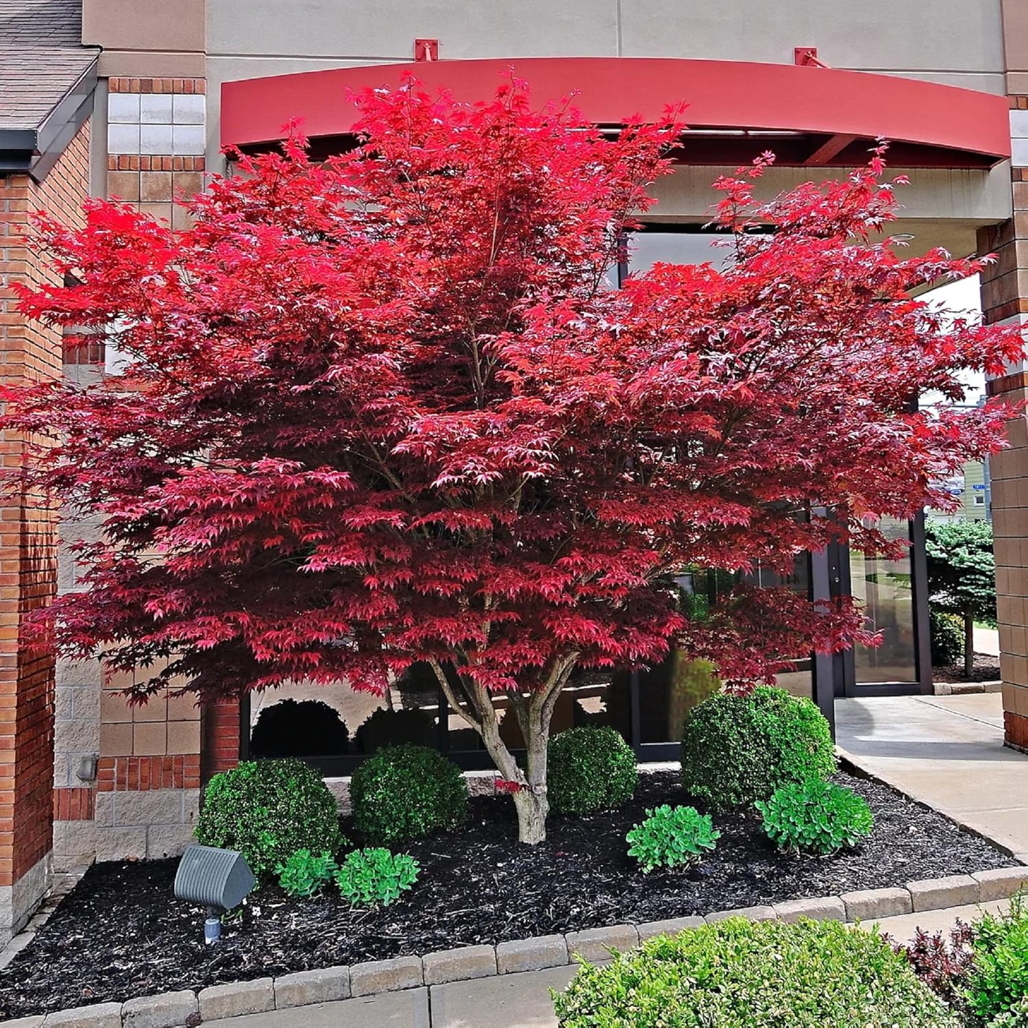CHUXAY GARDEN 30 semillas de arce rojo fantasma,Acer Palmatum,Árbol de arce japonés llamativa planta de paisajismo Rara hoja roja árbol paisajismo