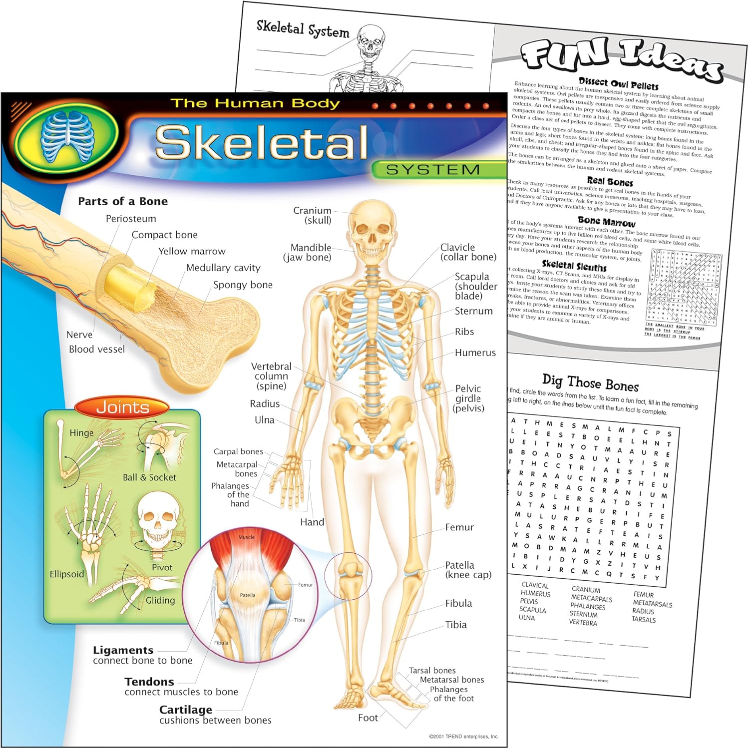 Tabla de aprendizaje del cuerpo humano-sistema esquelético