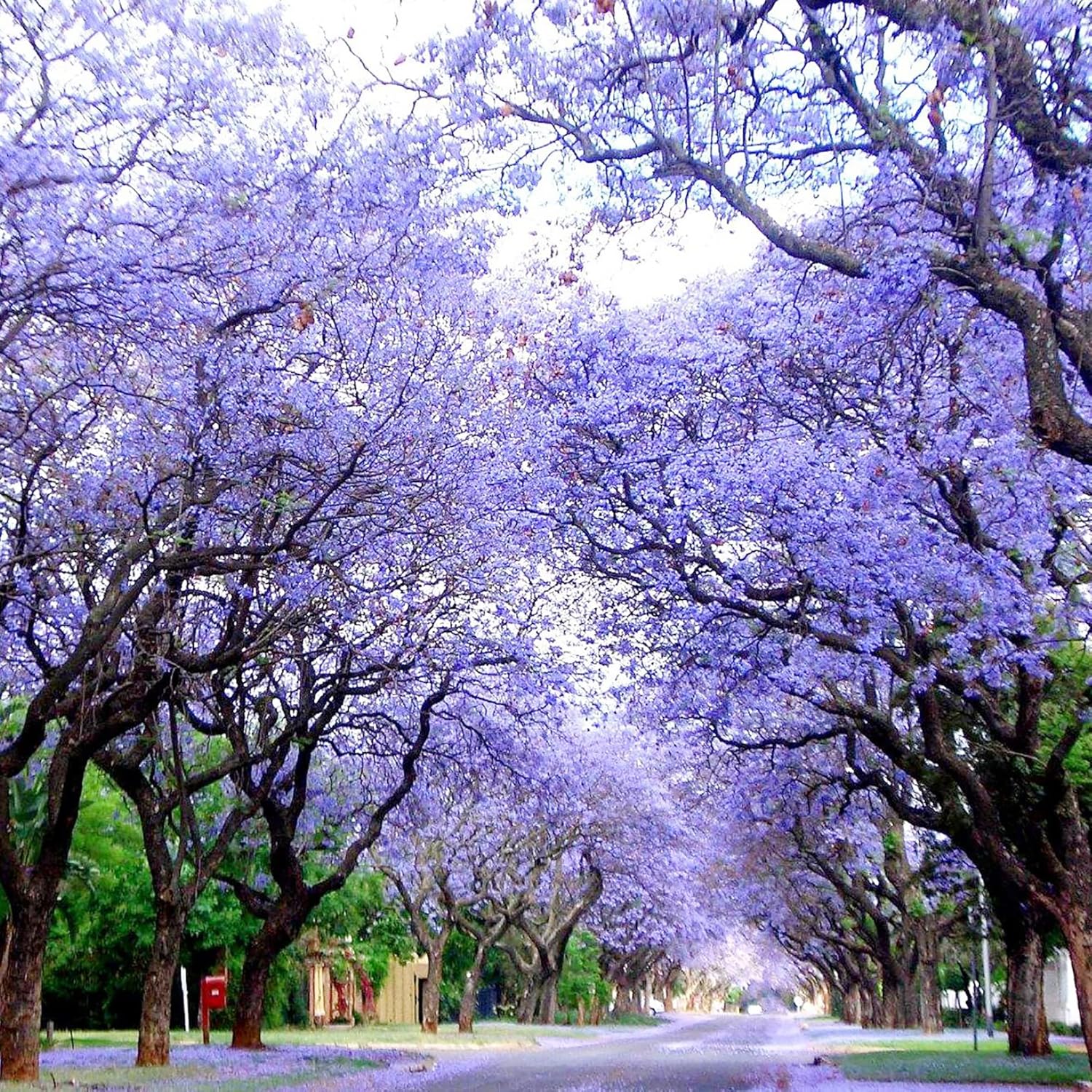 YEGAOL Garden – Semillas azules de jacaranda mimosifolia, impresionante árbol ornamental, flores azules vibrantes, tolerantes a la sequía, bajo