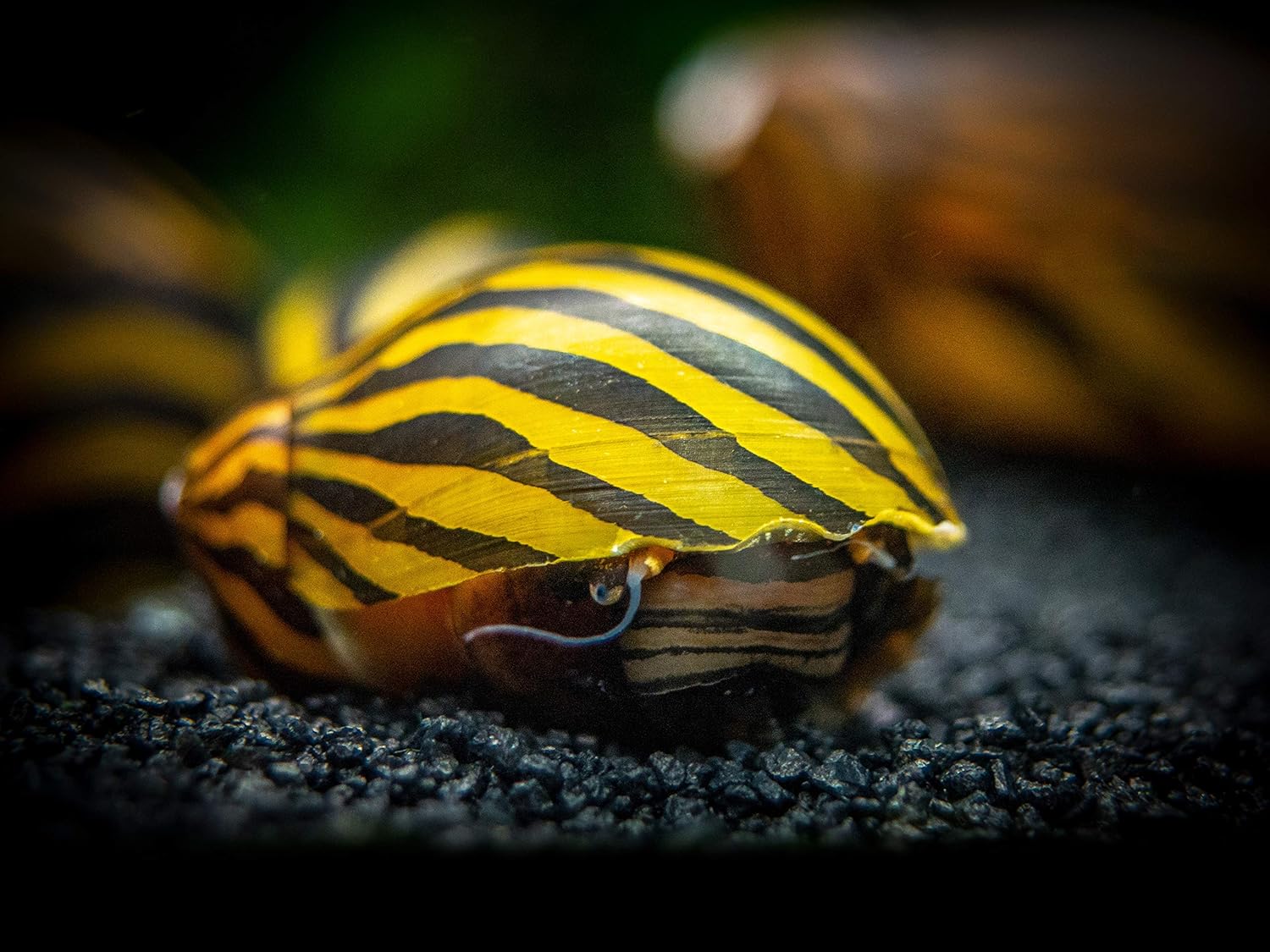 Aquatic Arts 3 caracoles neritas cebra vivos, filtro de sustrato más transparenteacuario, seguro en tanques de peces de agua dulce TetraGuppyBetta