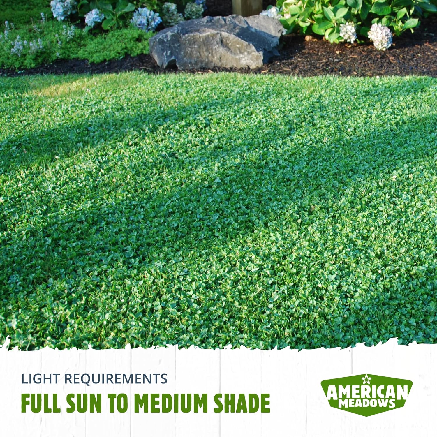American Meadows Mezcla de semillas de césped de micro trébol alternativa de césped especialmente mezclada, bajo mantenimiento, gran cubierta de