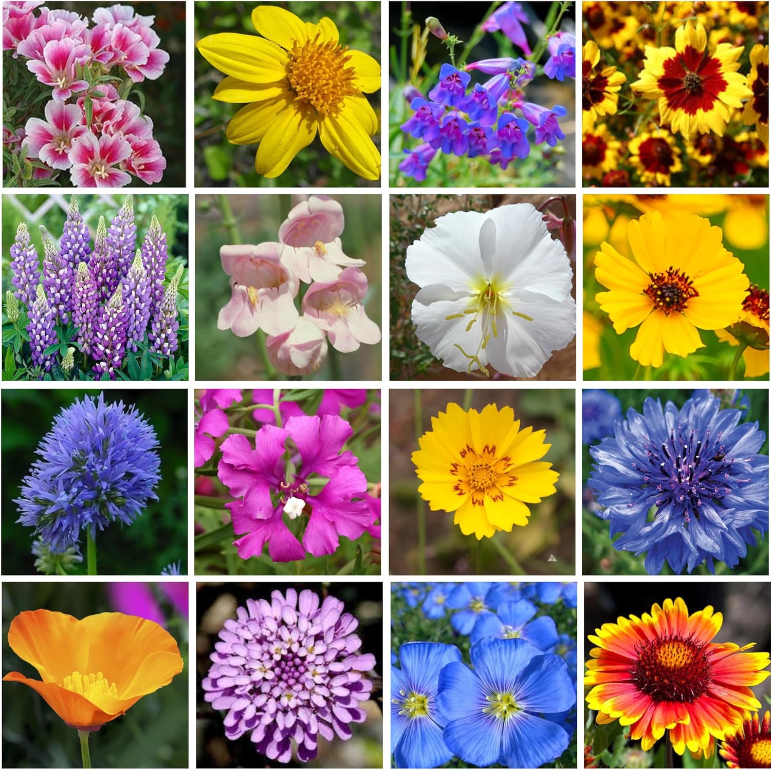 Bulk Regional – Semillas de flores silvestres occidentales, orgánicas, sin OMG, semillas 100% puras, 18 variedades de semillas a granel, más de