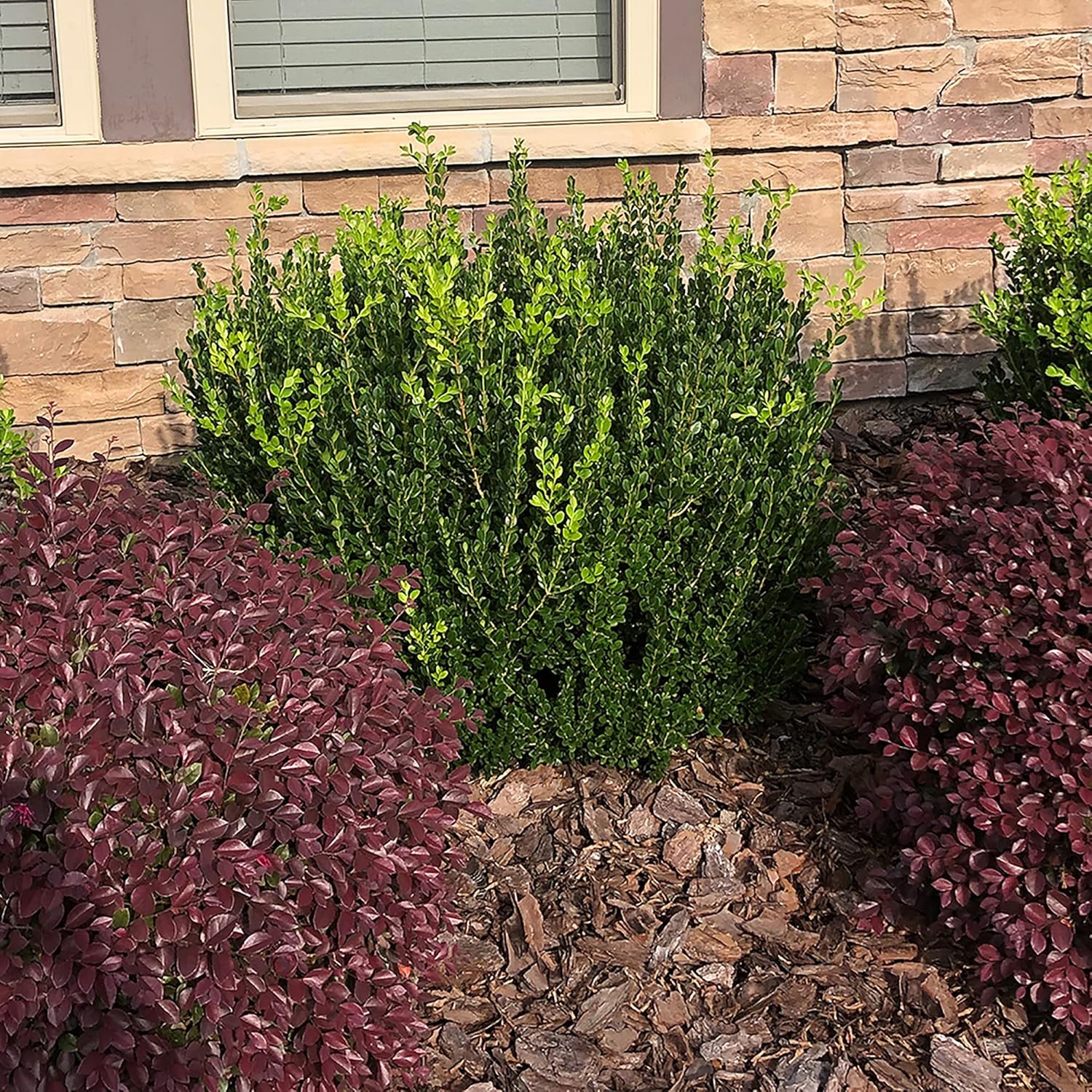 Shrub Wintergreen Boj, 7 galones, verde intenso
