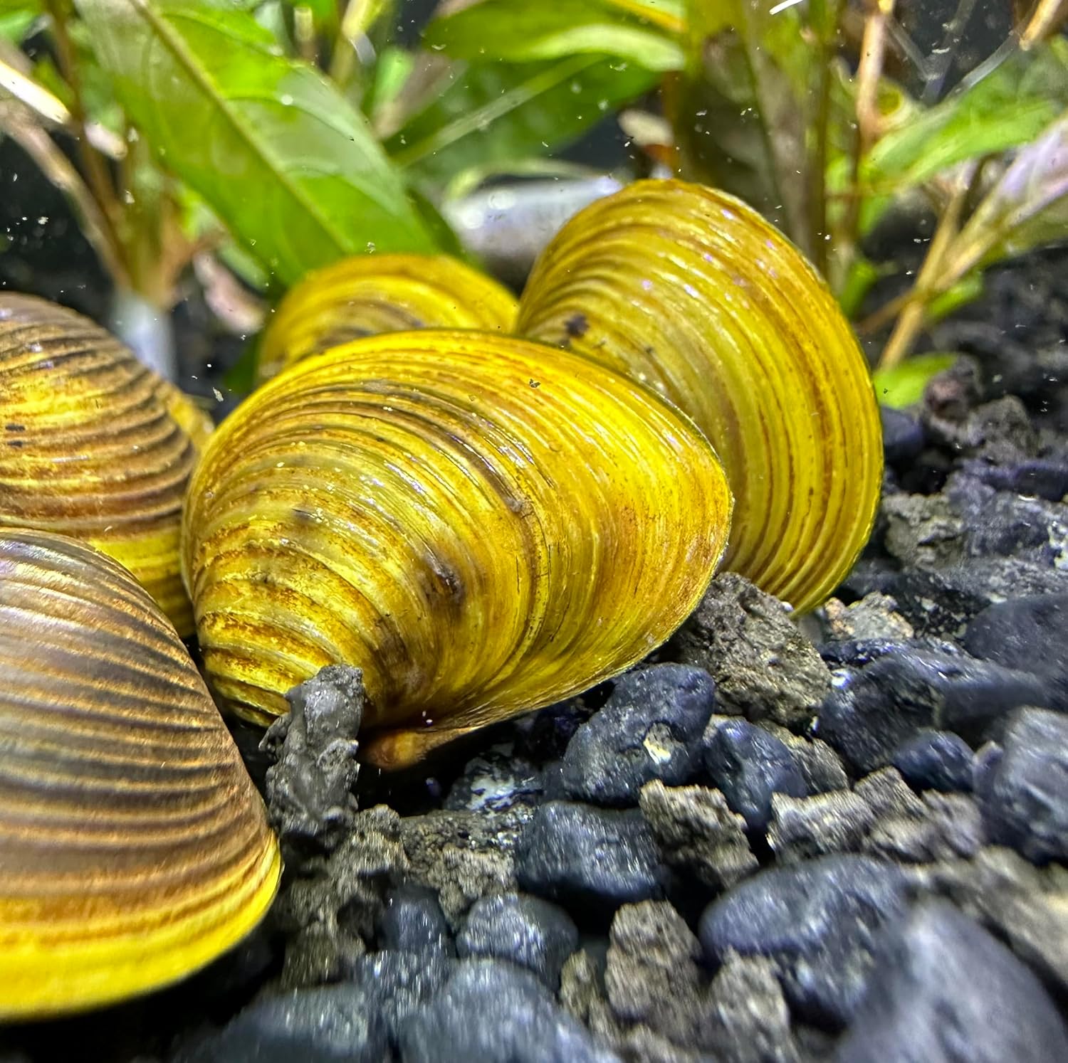Almeja dorada de agua dulce (paquete de 3) – Almeja de estanque de acuario vivo