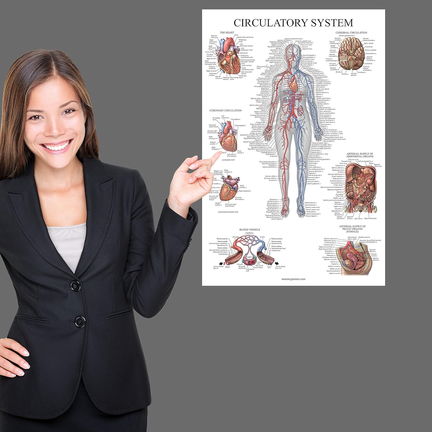 Palace Learning Carta anatómica del sistema circulatorio, póster de anatomía vascular, (18 x 24 pulgadas)