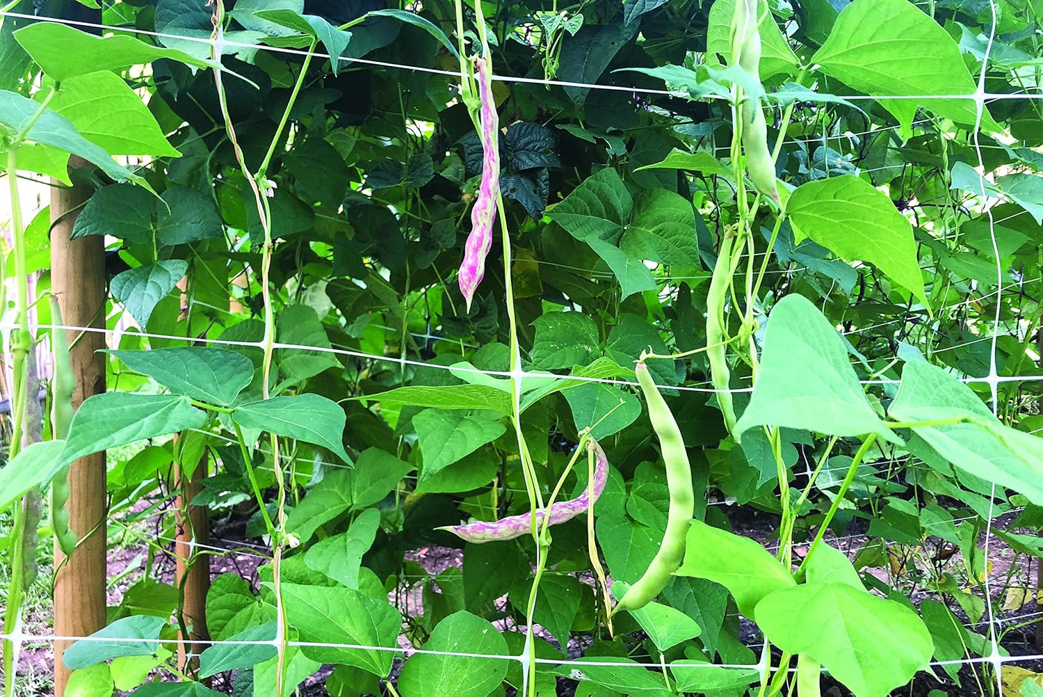 Tenax Hortonova Plant Trellis Net Lm, 67 pulgadas x 328 pies, color blanco