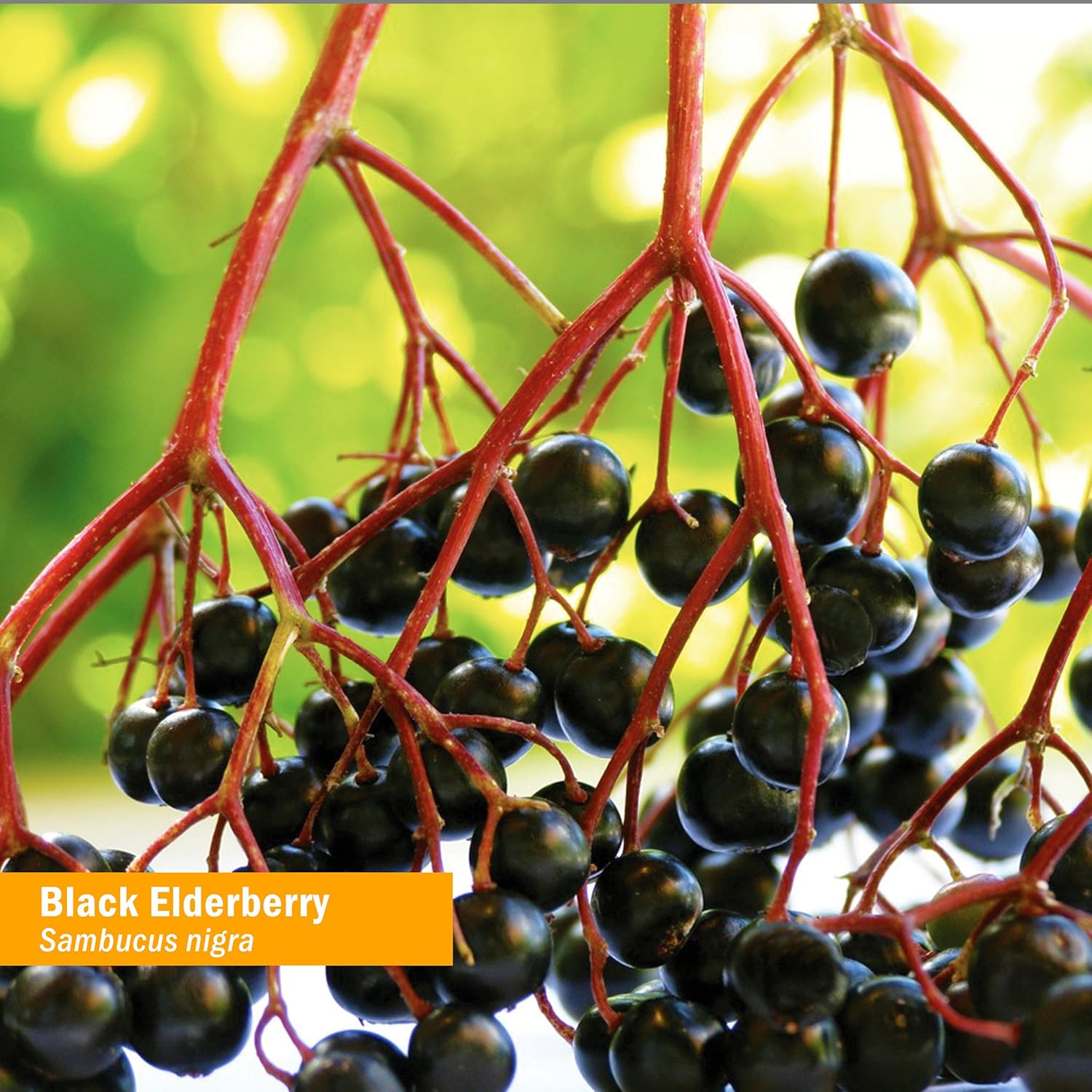 Herb Pharm Extracto líquido de saúco negro orgánico certificado para apoyo del sistema inmunológico, alcohol de caña orgánico, 1 onza
