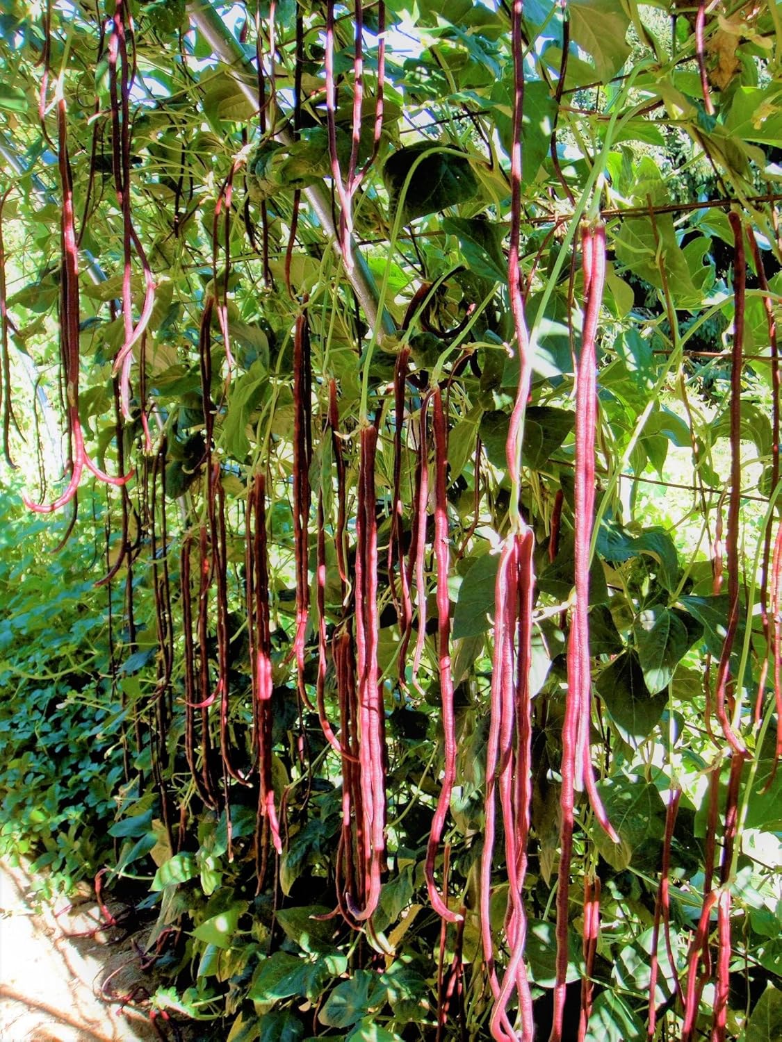 Semillas de frijol largo de 5 colores mixtos – Más de 90 unidades – para plantar 2025 morado, verde, rojo, rosa, blanco, mezcla de arco iris,