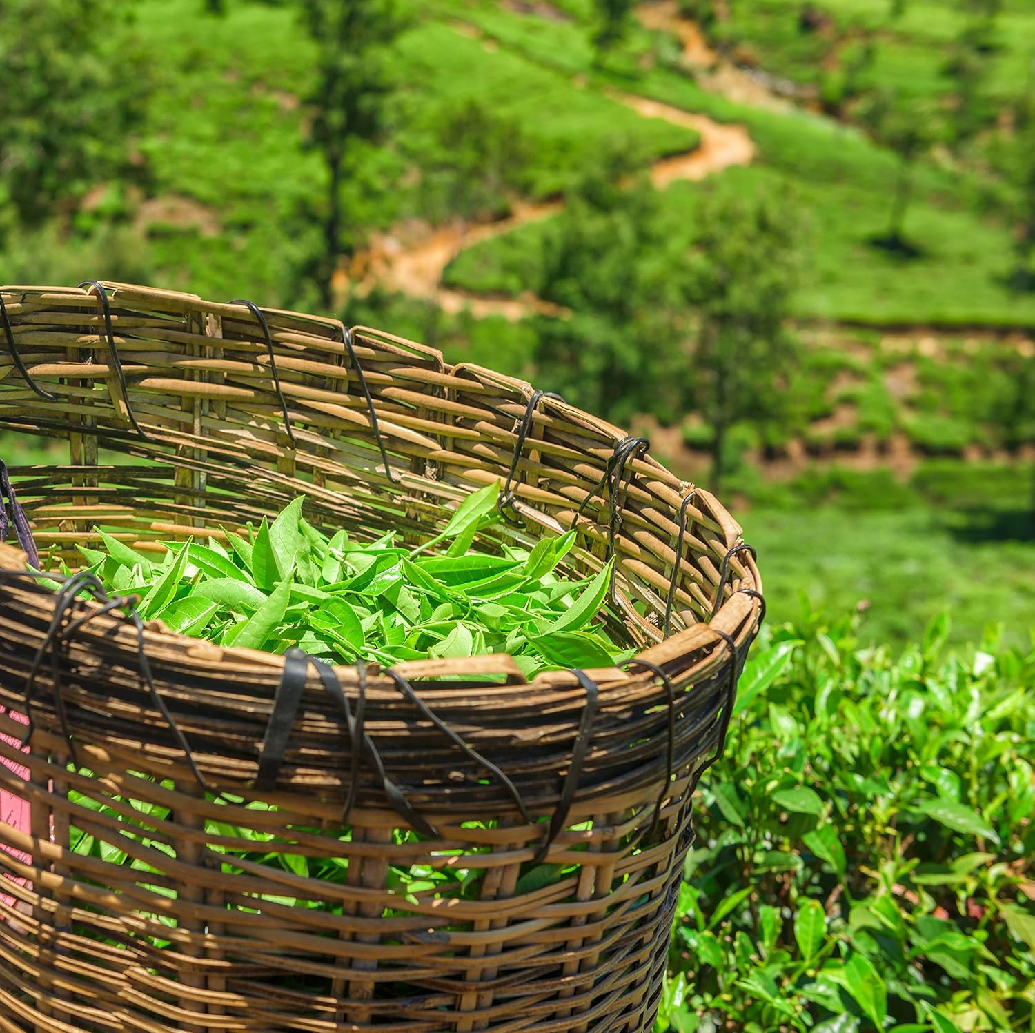 Hoja suelta de té blanco rosa, 4 onzas, el primer sorbo de té