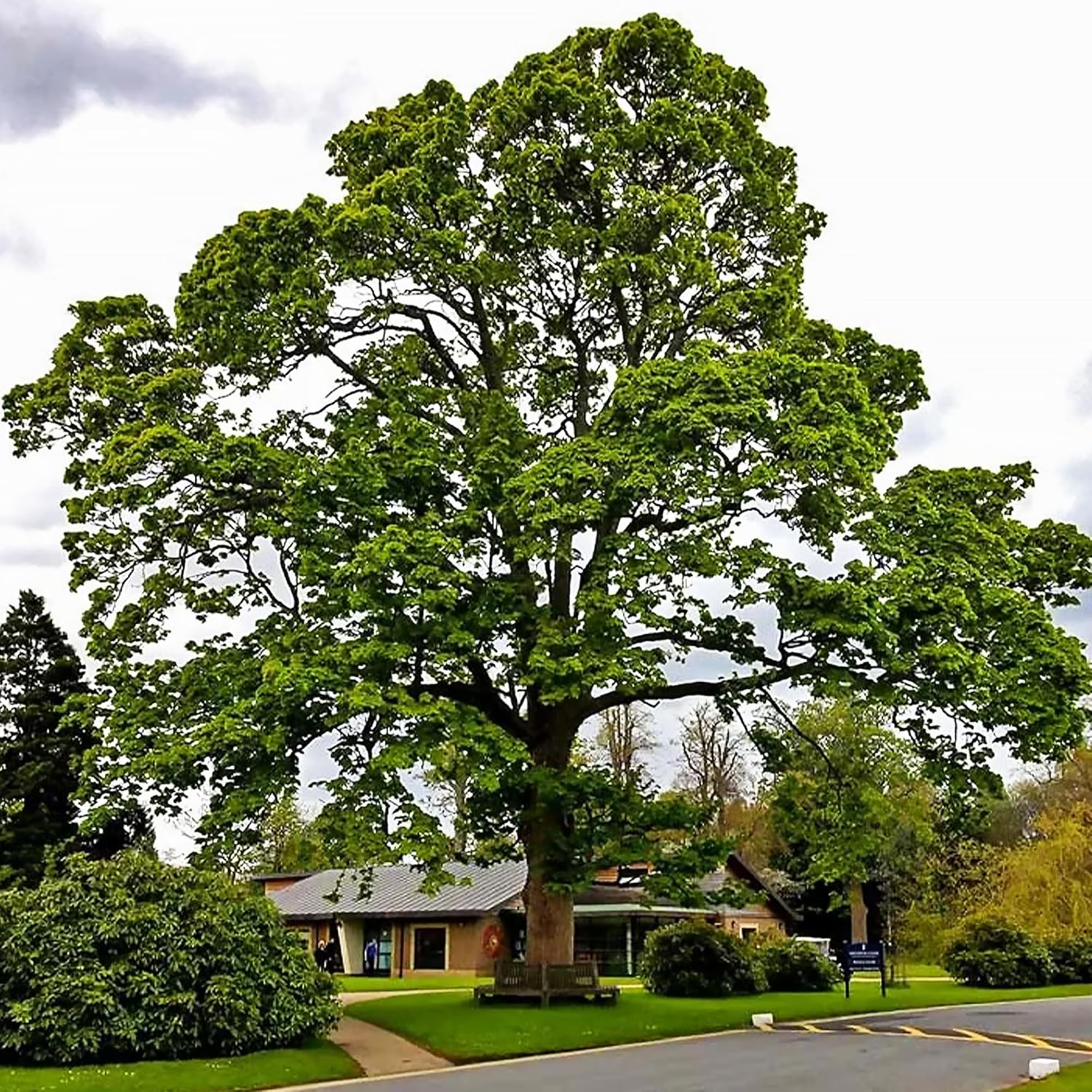 50 semillas de árbol de sicómoro americano de hoja caduca Platanus Occidentalis para jardín al aire libre por QAUZUY GARDEN