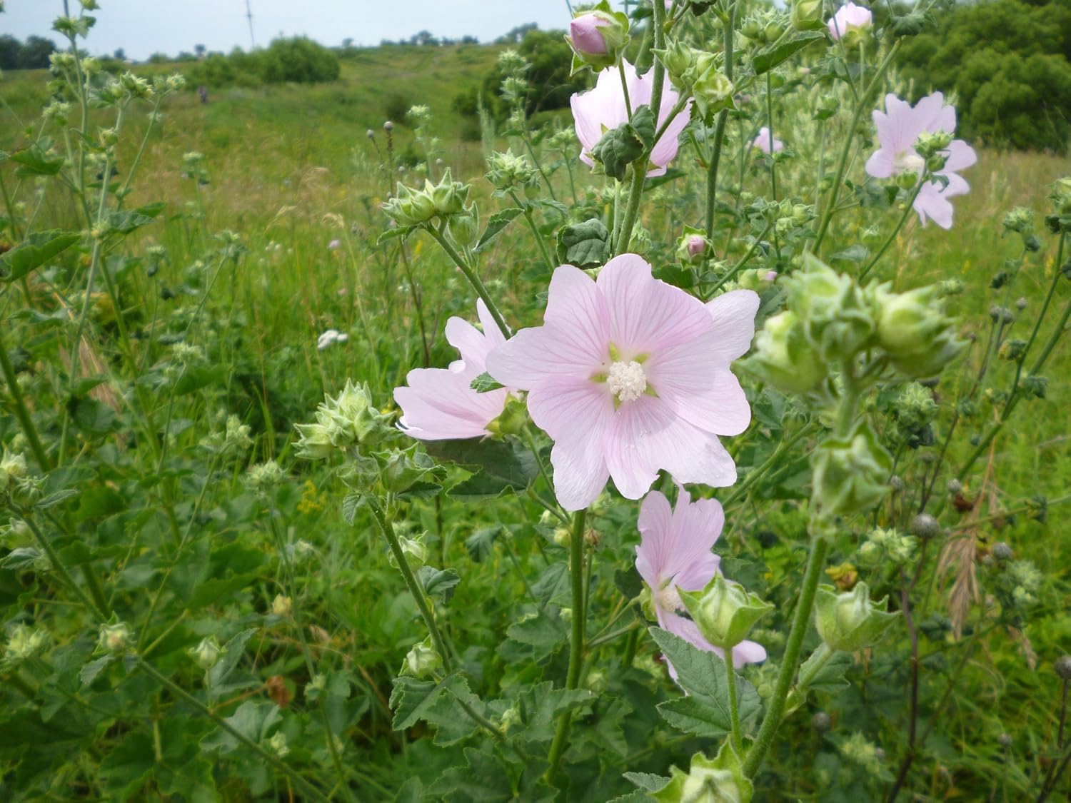 Semillas Hierba Malvavisco (Althaea Officinalis) Medicinal – 100 Semillas