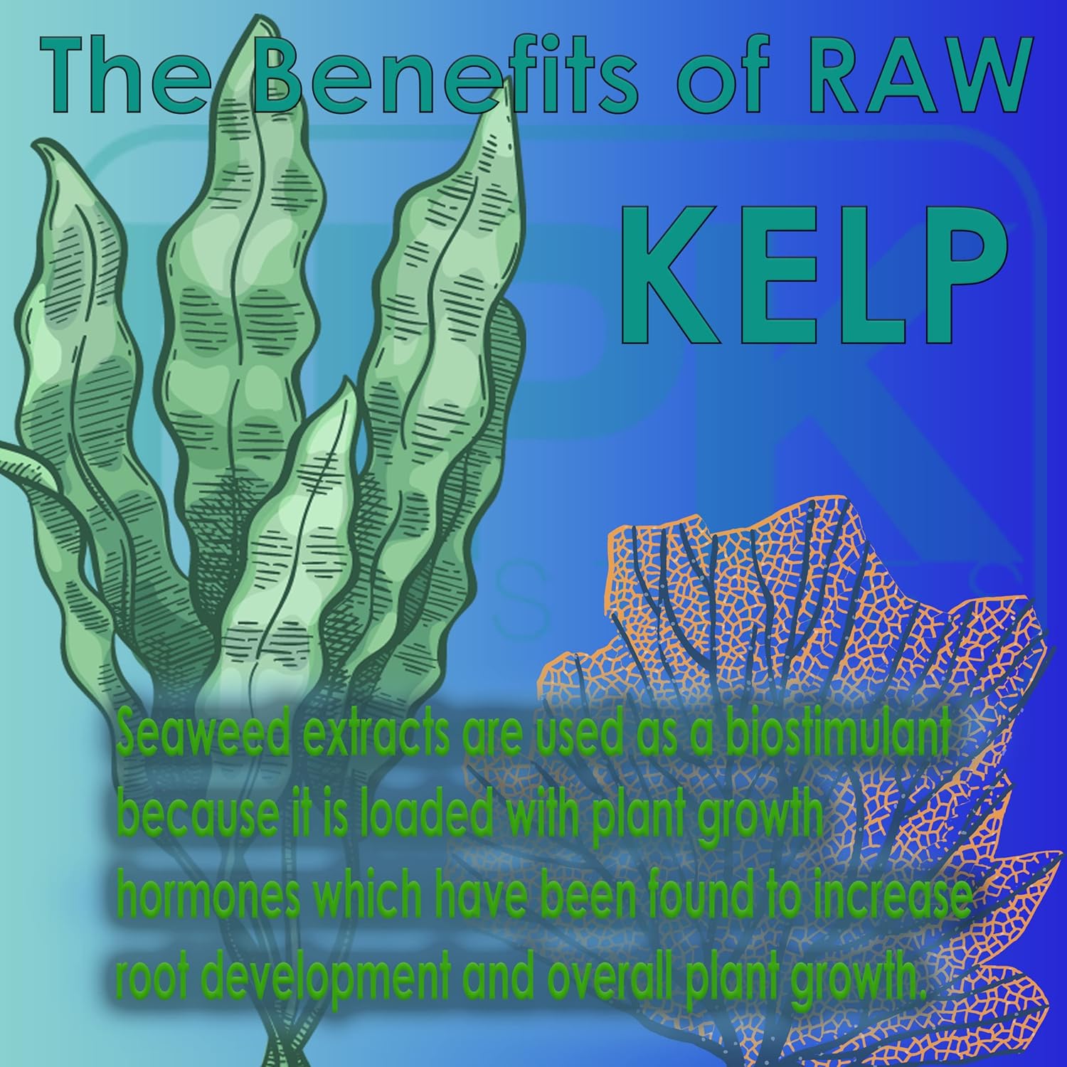 RAW Kelp 8oz  Bioestimulante que es rico en hormonas vegetales orgánicas para un mayor crecimiento, uso hidropónico en interiores, exteriores
